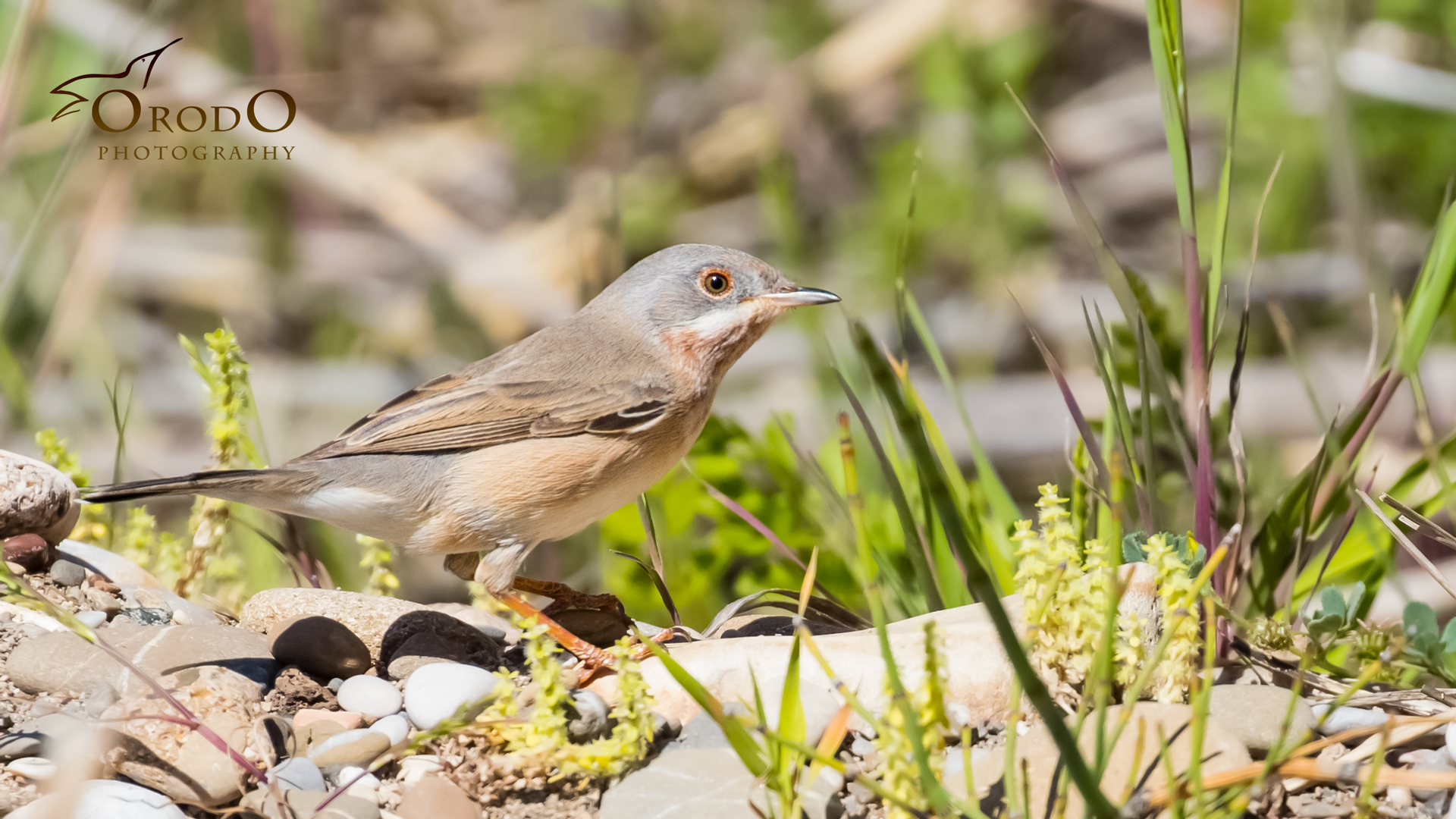 Bıyıklı ötleğen