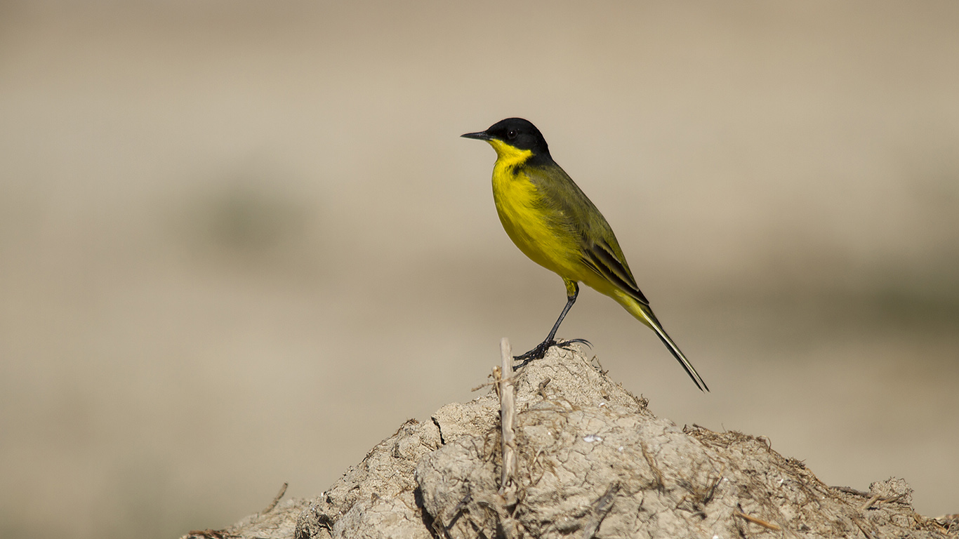 Sarı kuyruksallayan