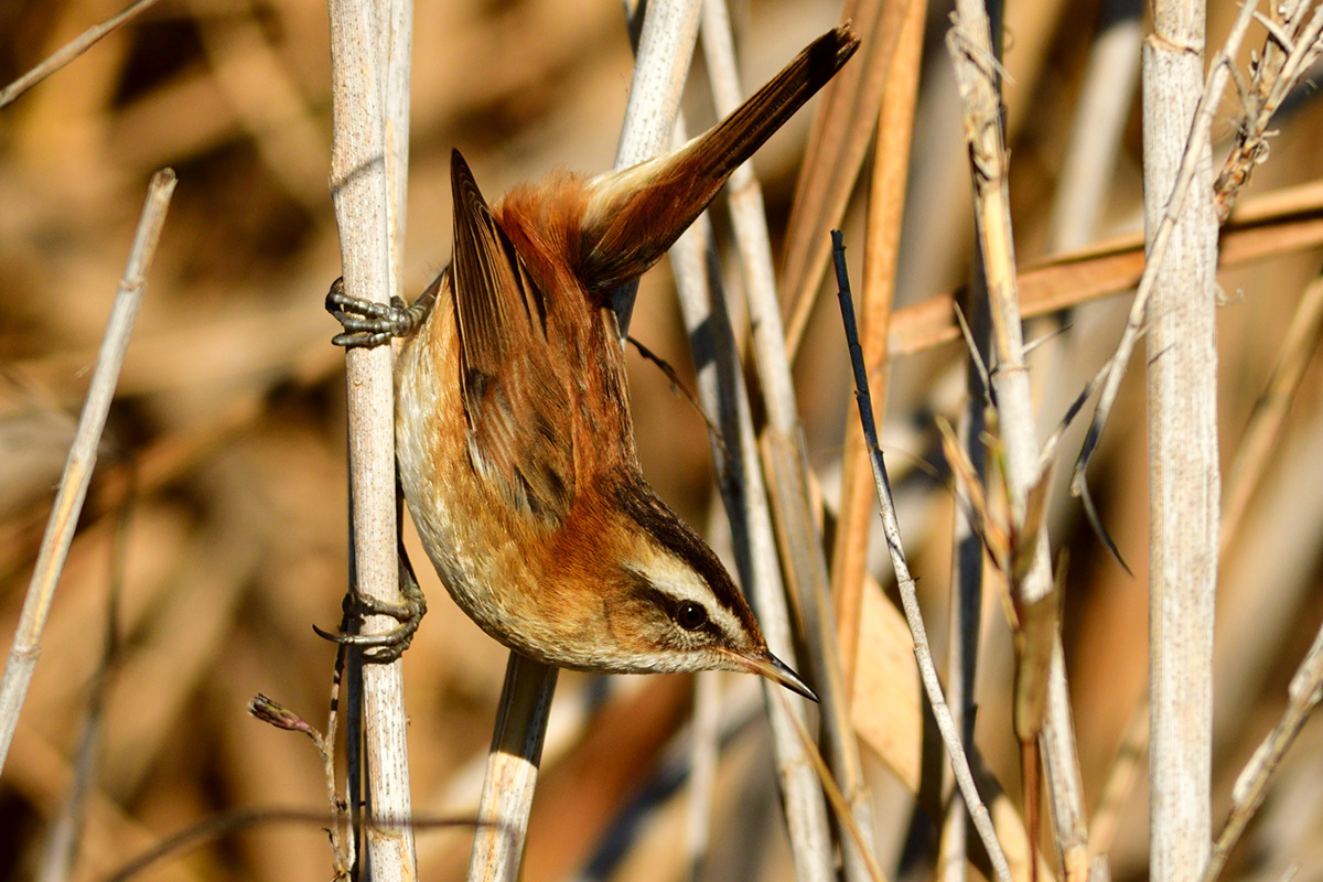Bıyıklı kamışçın