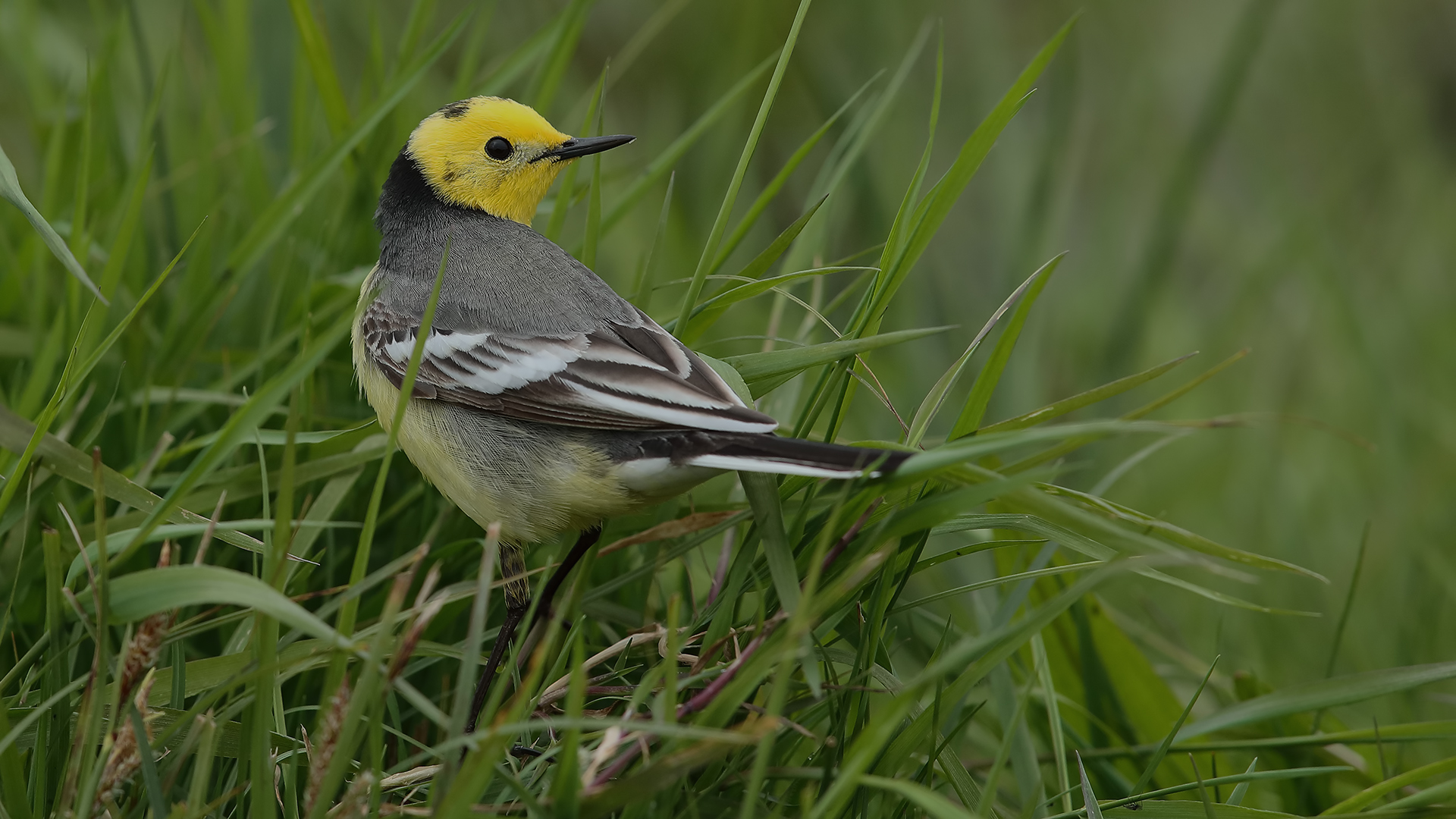Sarıbaşlı kuyruksallayan