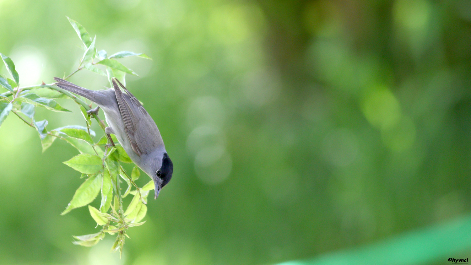 Karabaşlı ötleğen