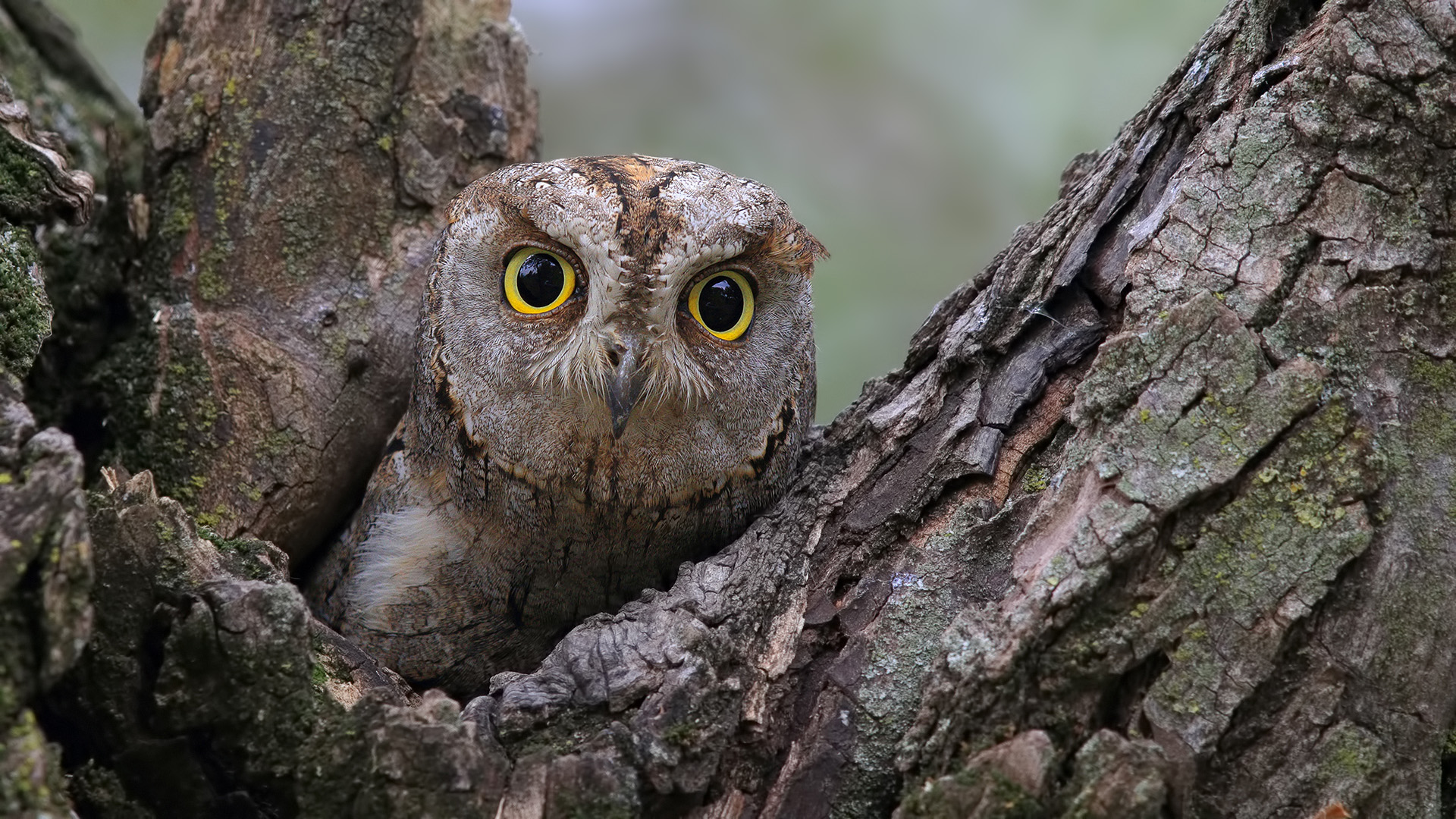 İshakkuşu » Eurasian Scops Owl » Otus scops