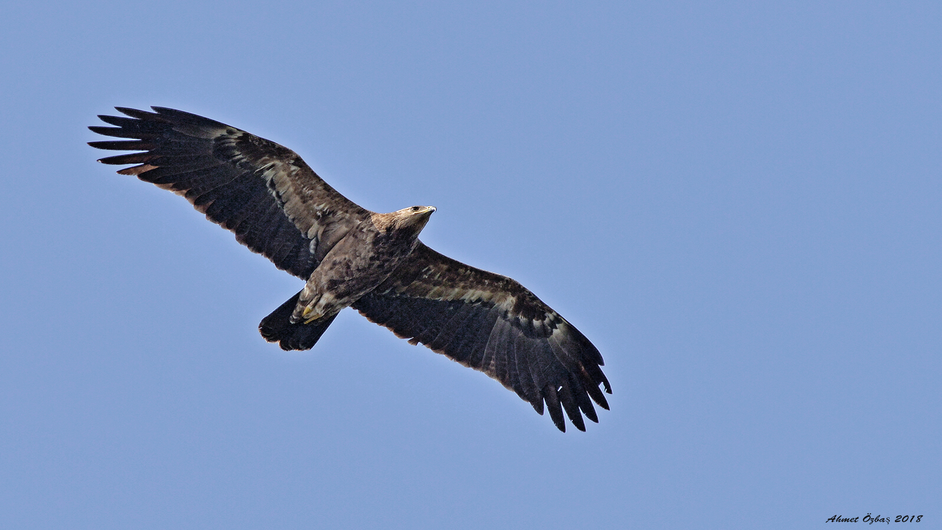 Küçük orman kartalı