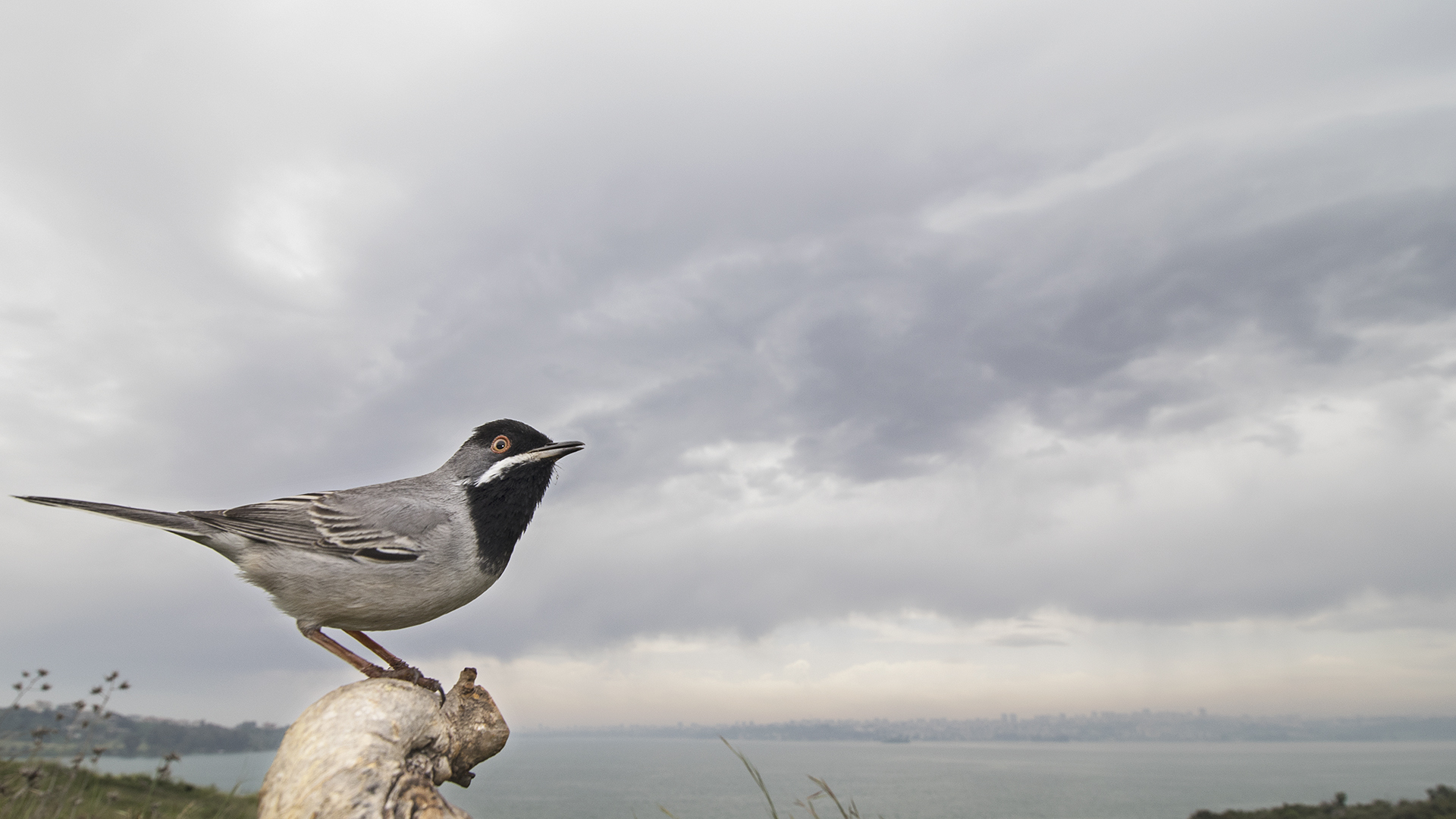 Karaboğazlı ötleğen