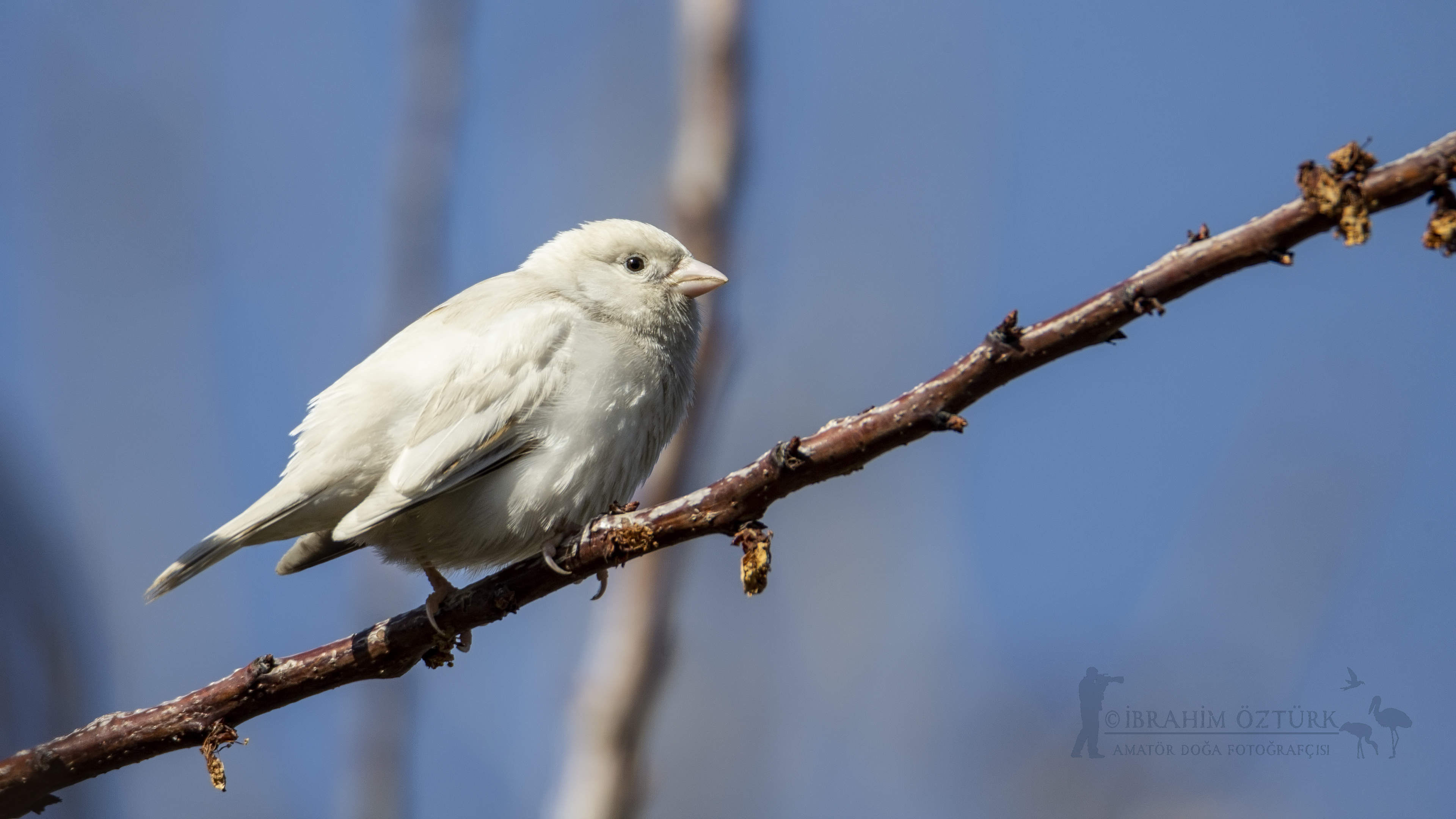 Ağaç serçesi » Eurasian Tree Sparrow » Passer montanus