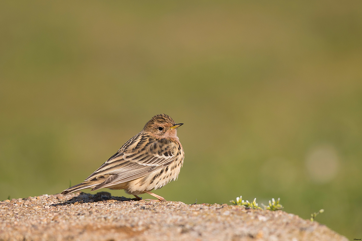 Kızılgerdanlı incirkuşu
