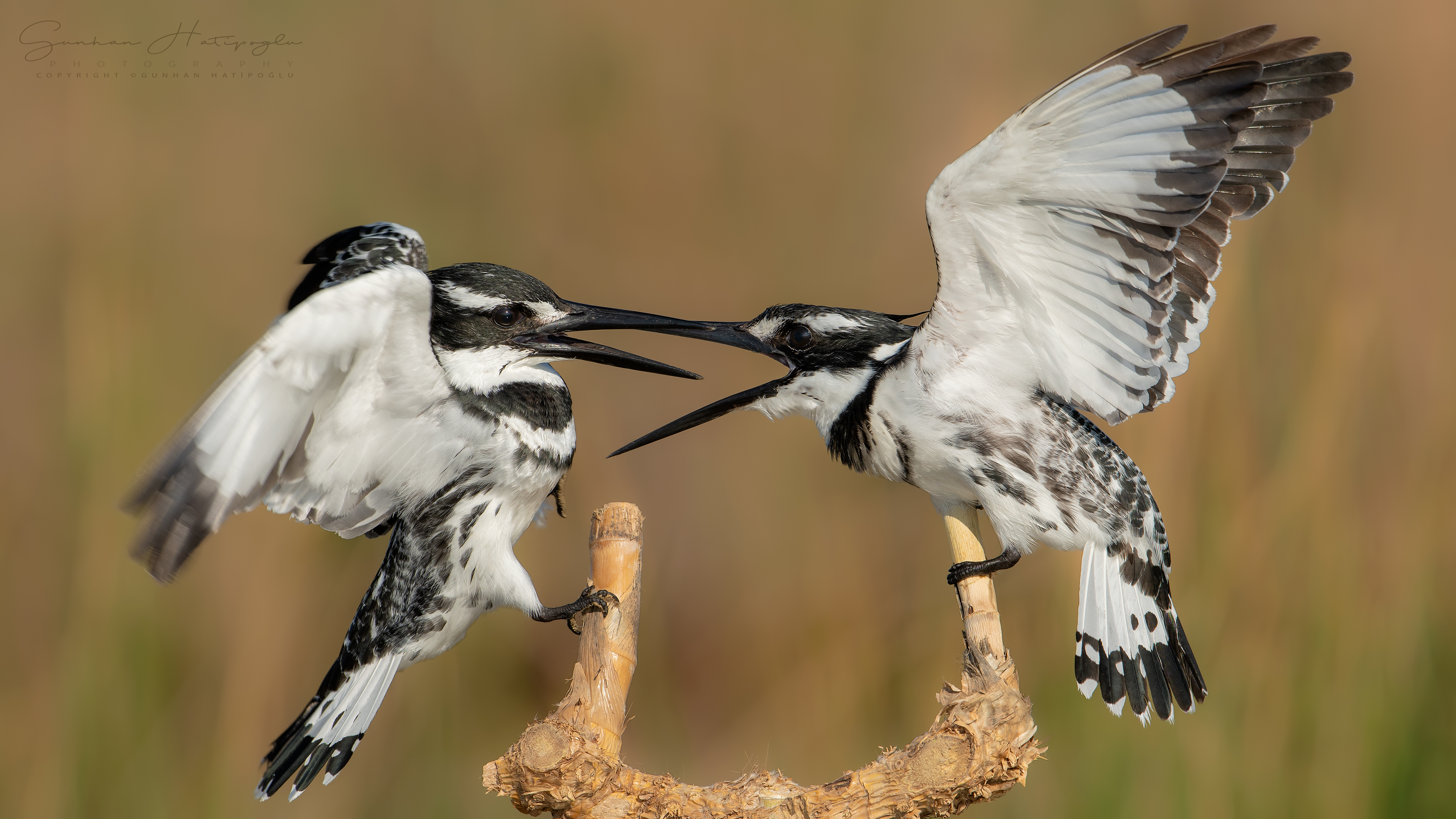 Alaca yalıçapkını