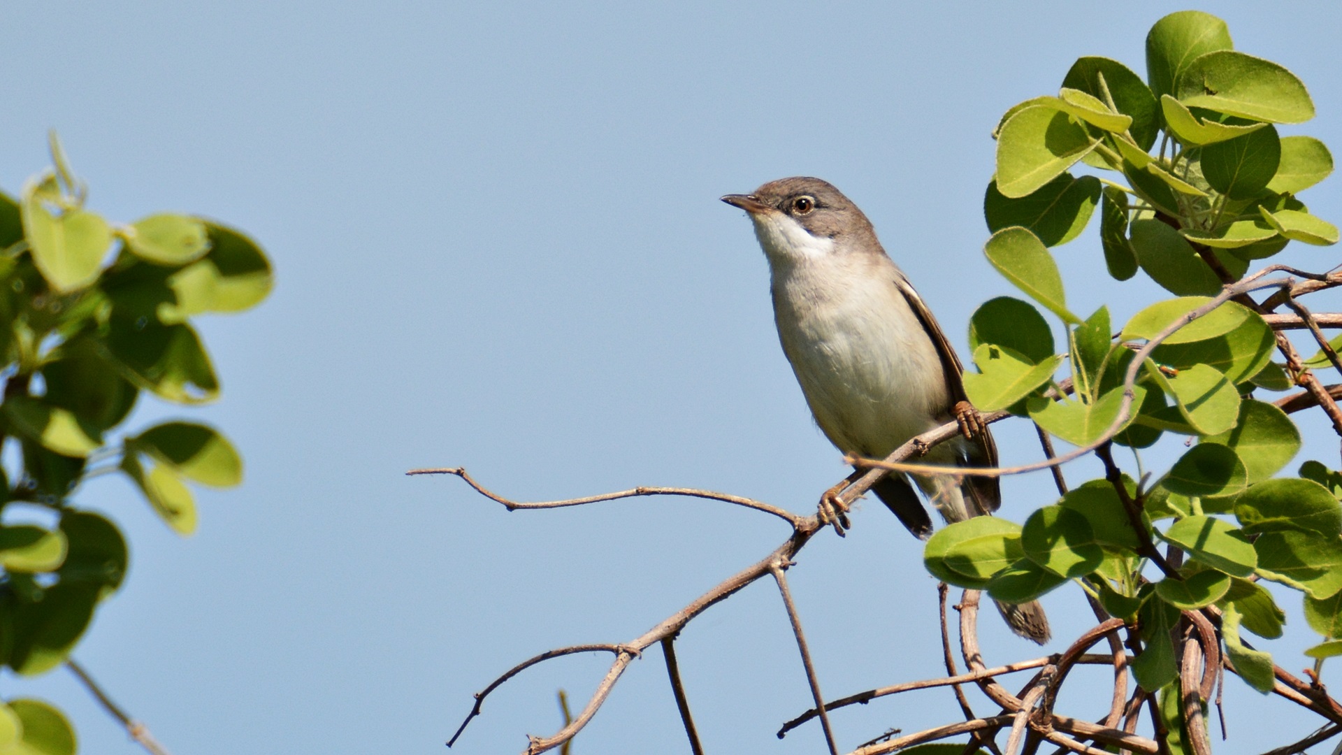 Akgerdanlı ötleğen