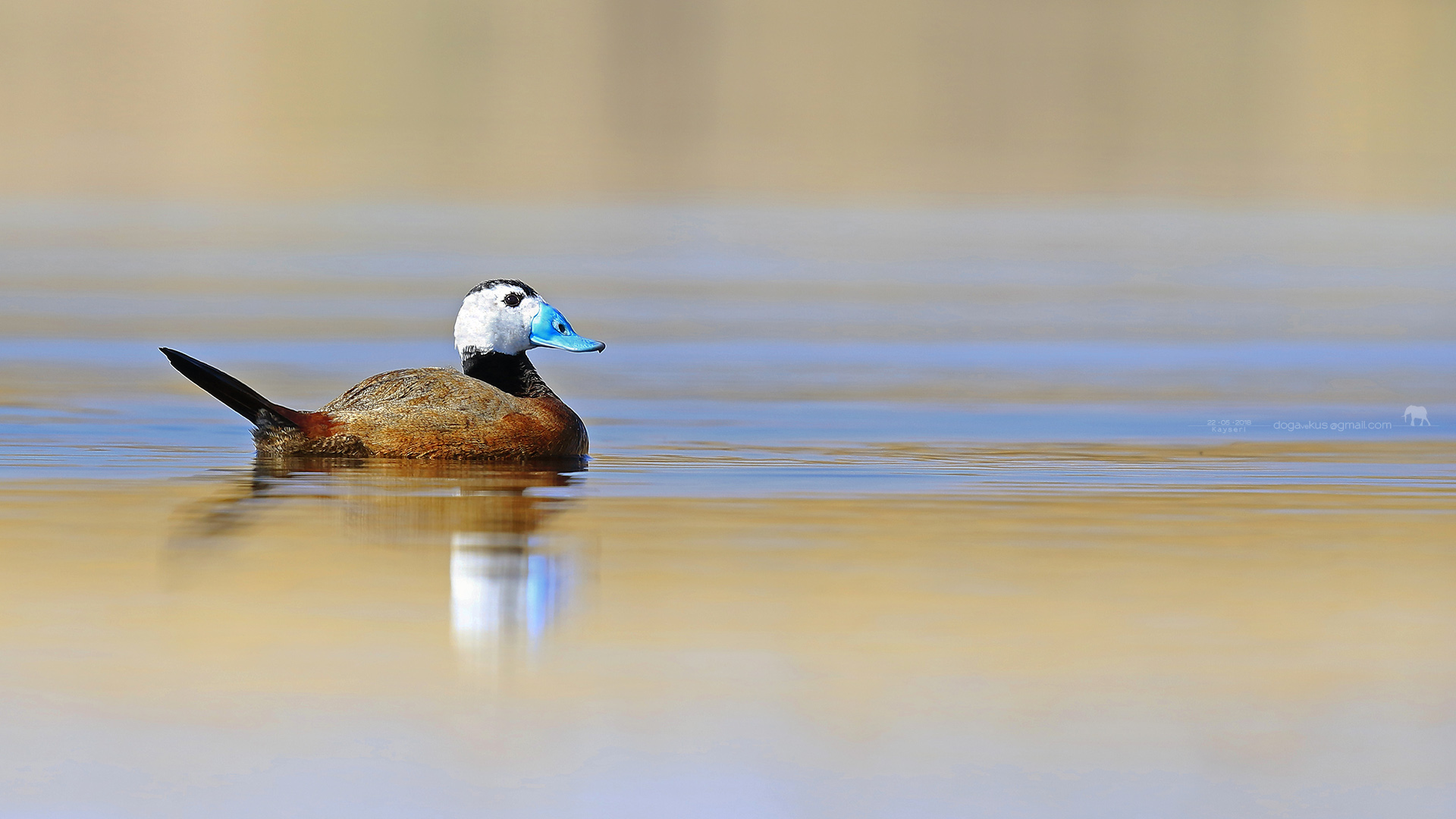 Dikkuyruk » White-headed Duck » Oxyura leucocephala