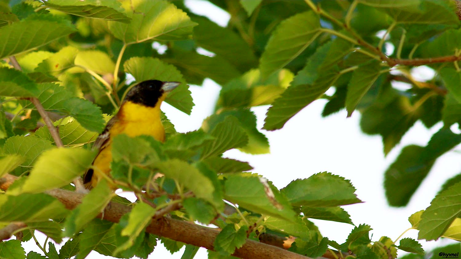 Karabaşlı kirazkuşu