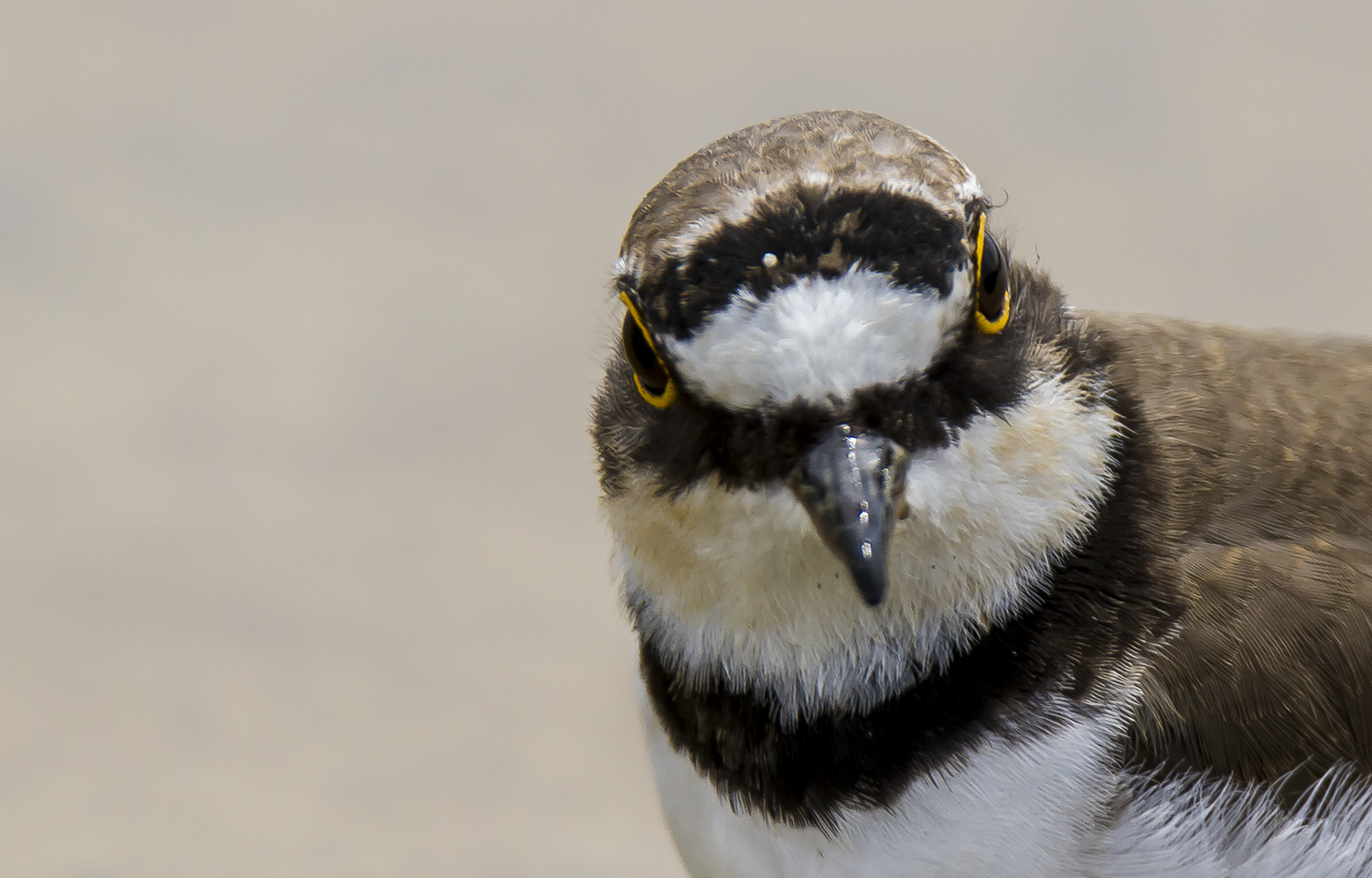 Halkalı küçük cılıbıt