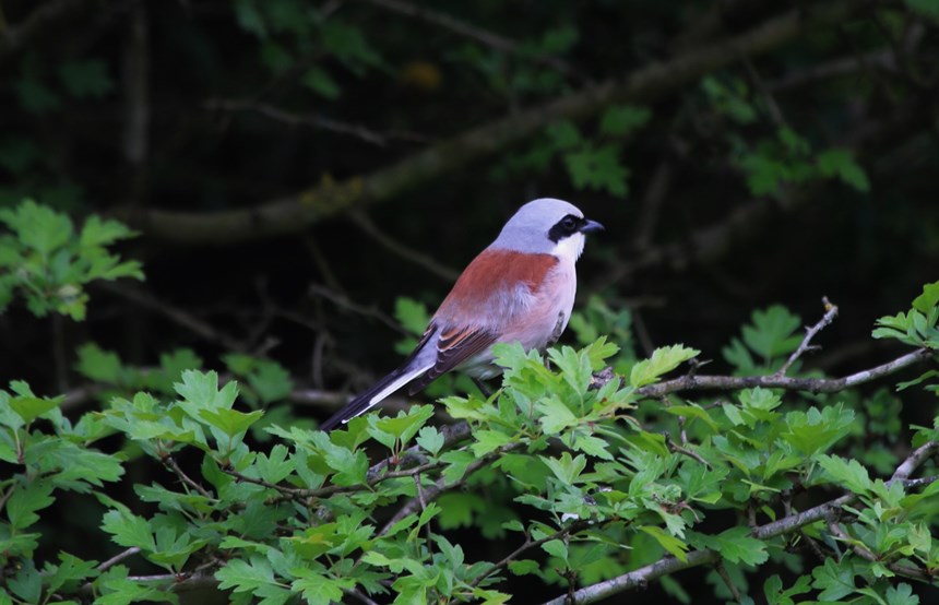 Kızılsırtlı örümcekkuşu