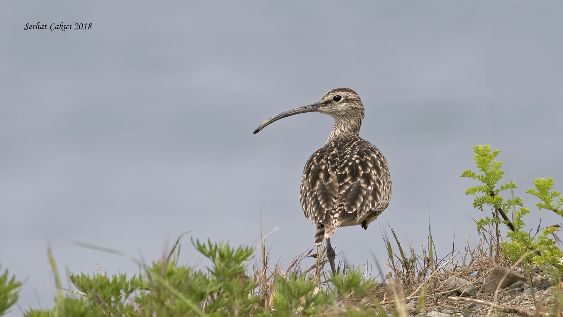 Sürmeli kervançulluğu » Whimbrel » Numenius phaeopus