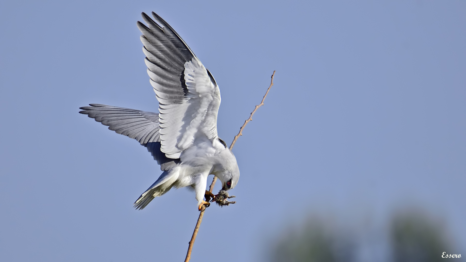 Ak çaylak » Black-winged Kite » Elanus caeruleus