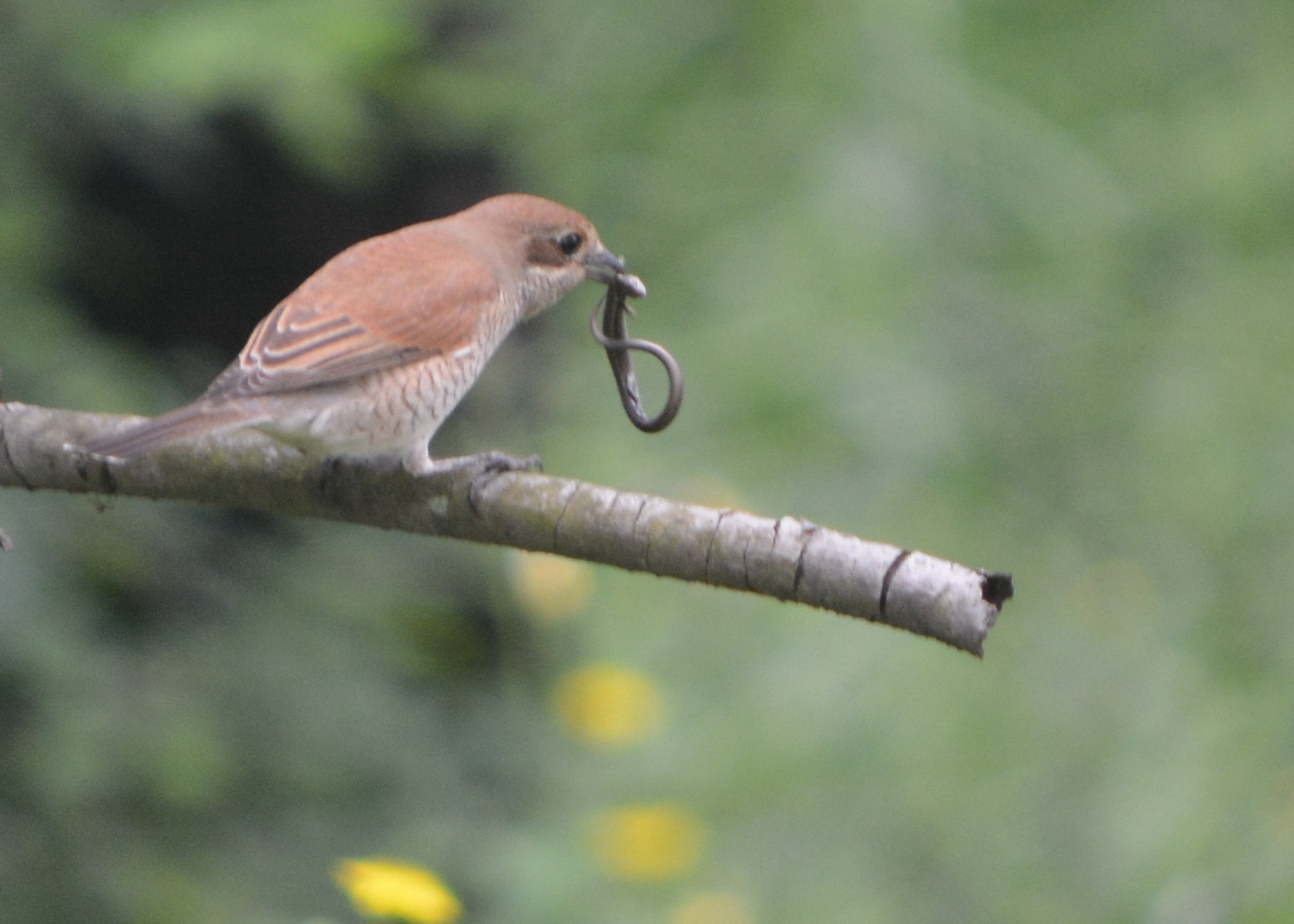 Kızılsırtlı örümcekkuşu