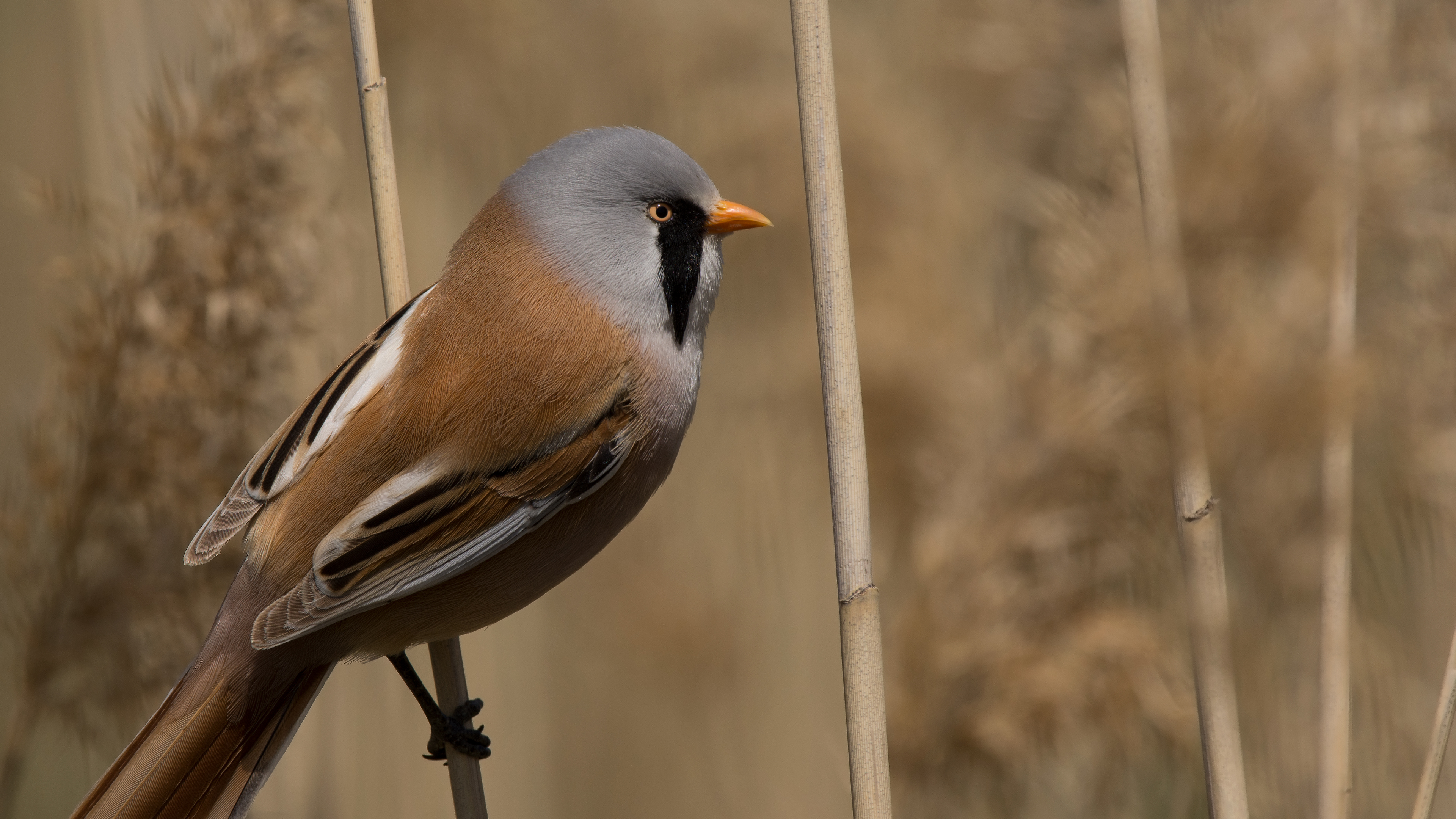 Bıyıklı baştankara