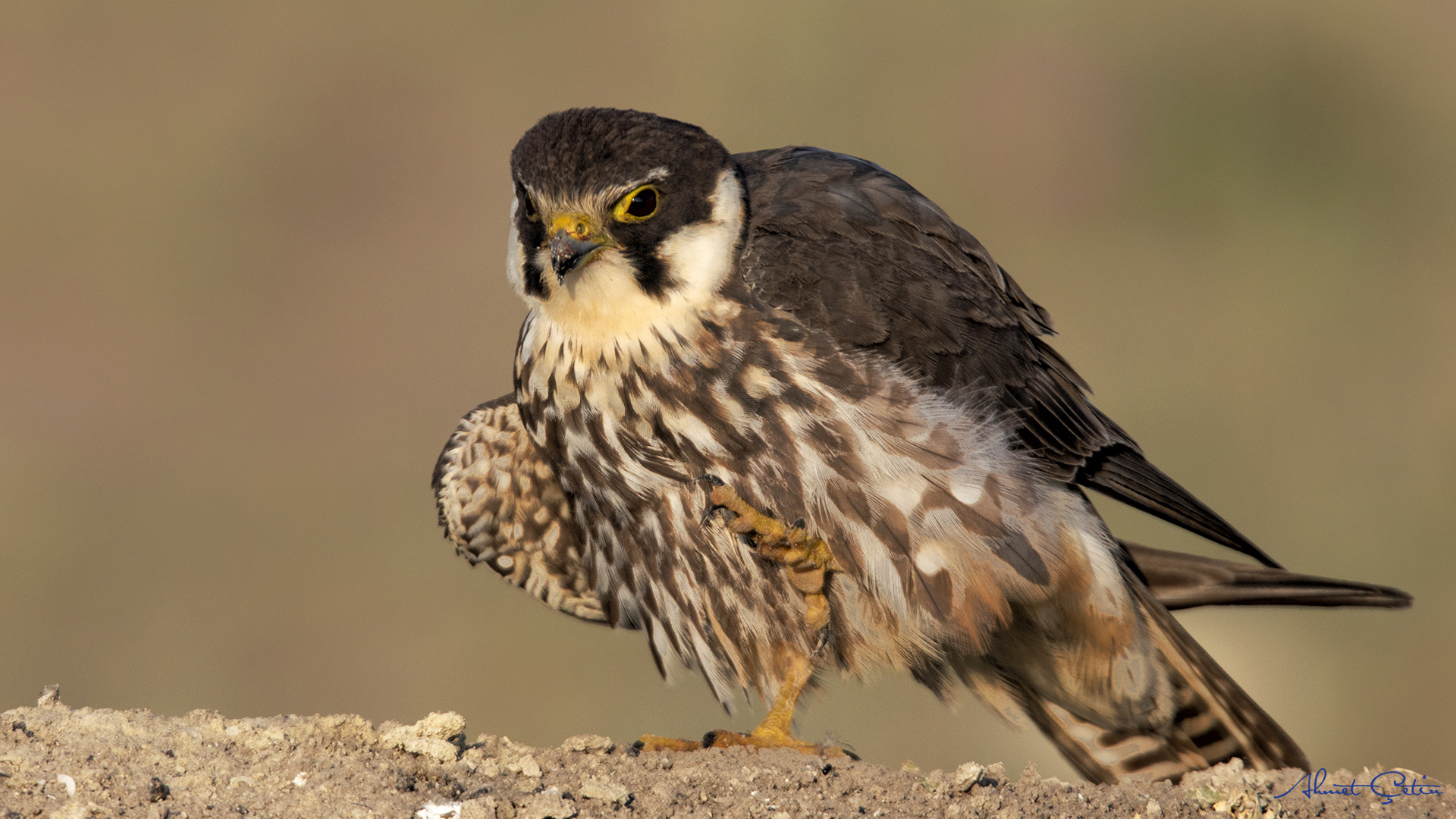 Delice doğan » Eurasian Hobby » Falco subbuteo