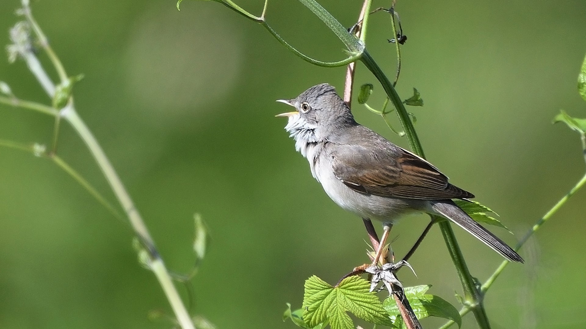 Akgerdanlı ötleğen