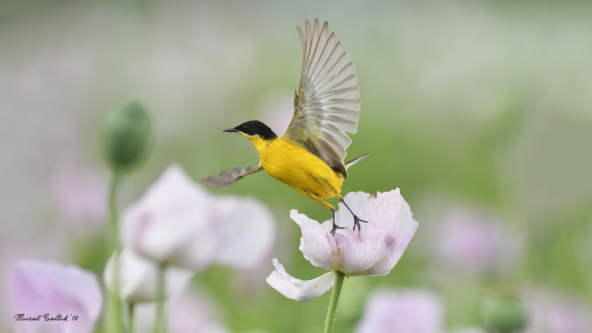 Sarı kuyruksallayan