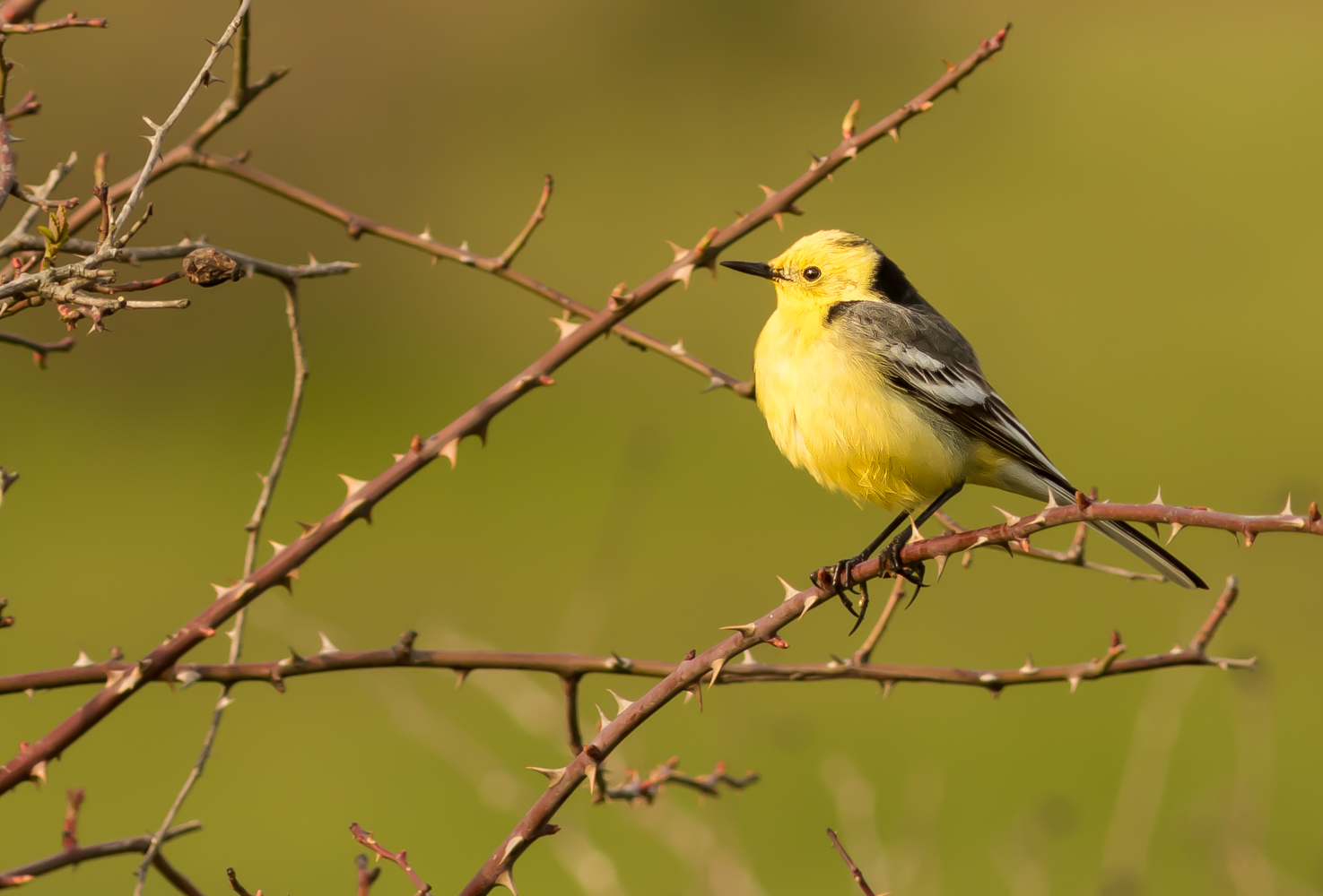 Sarıbaşlı kuyruksallayan