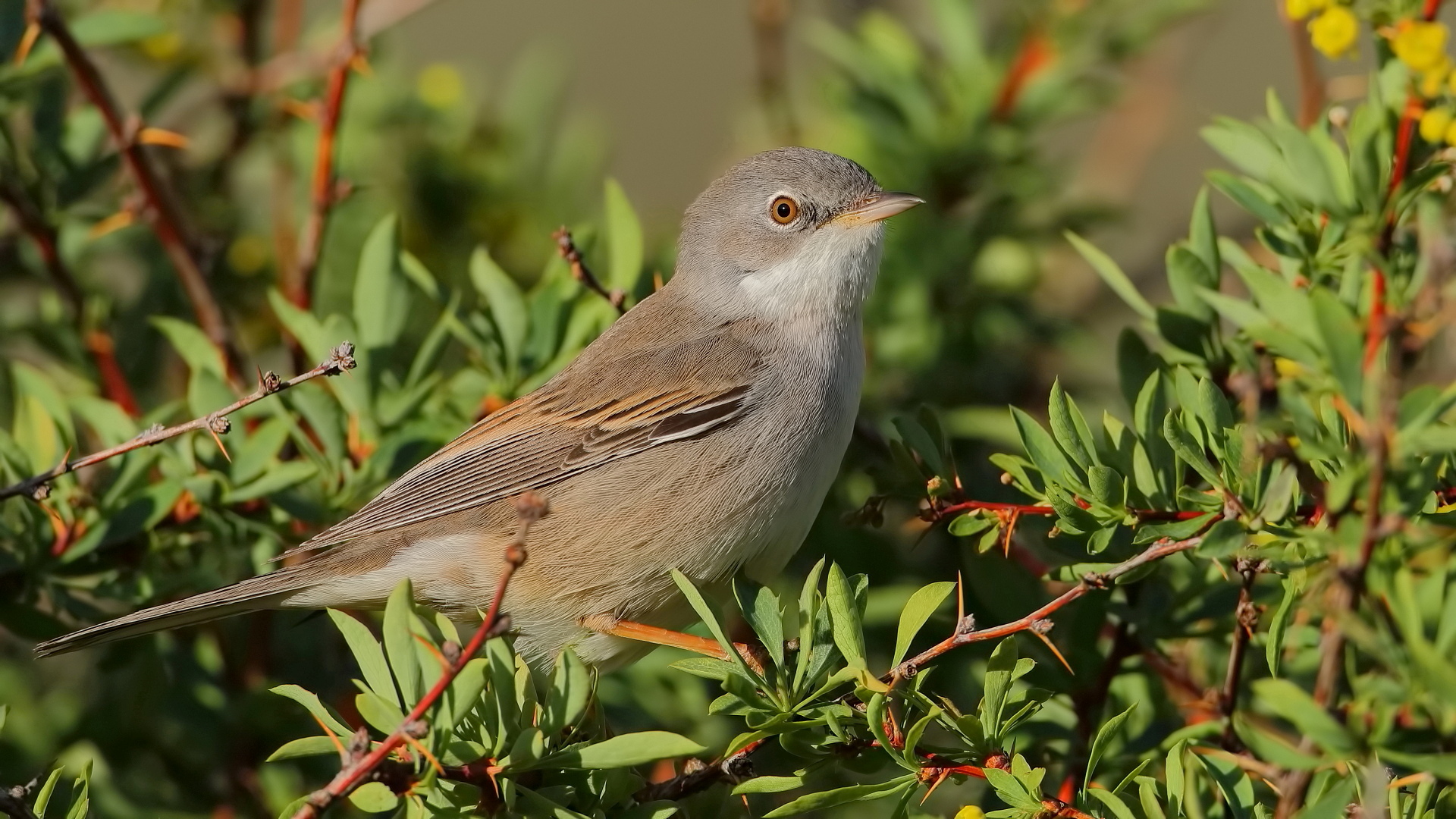 Akgerdanlı ötleğen