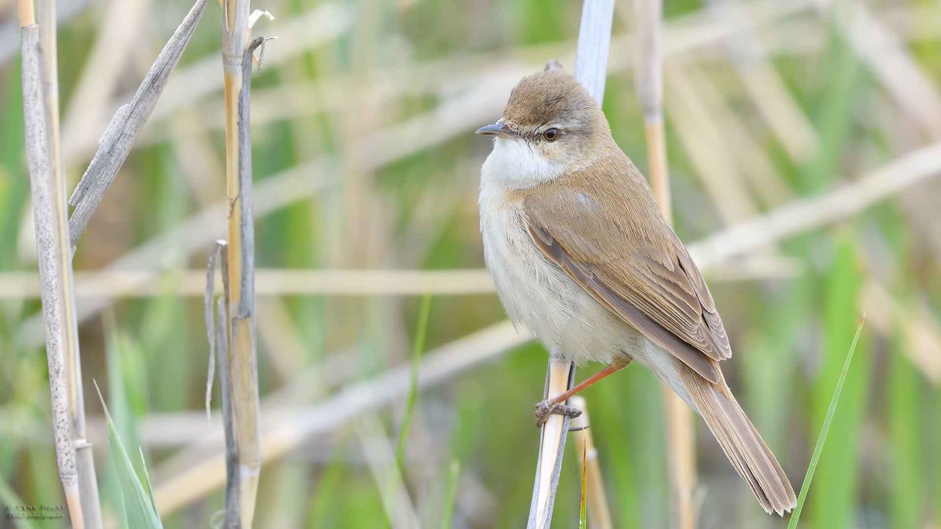 Doğu kamışçını