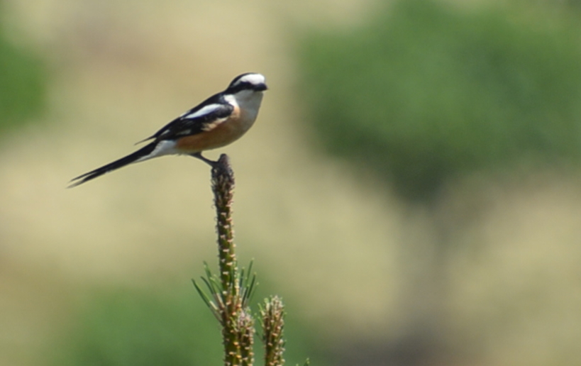 Maskeli örümcekkuşu