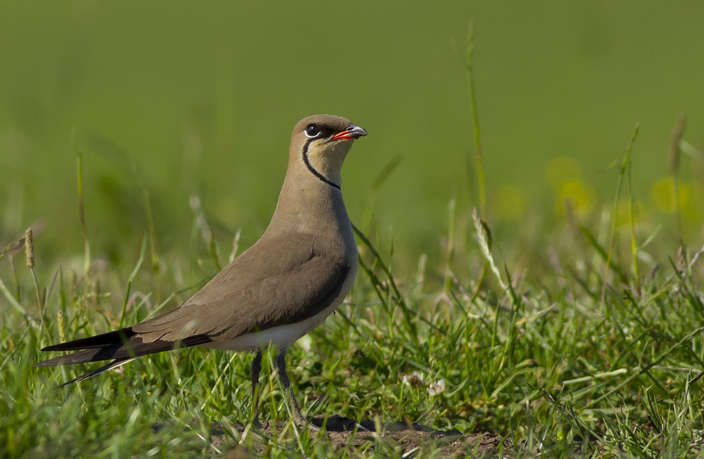 Bataklıkkırlangıcı
