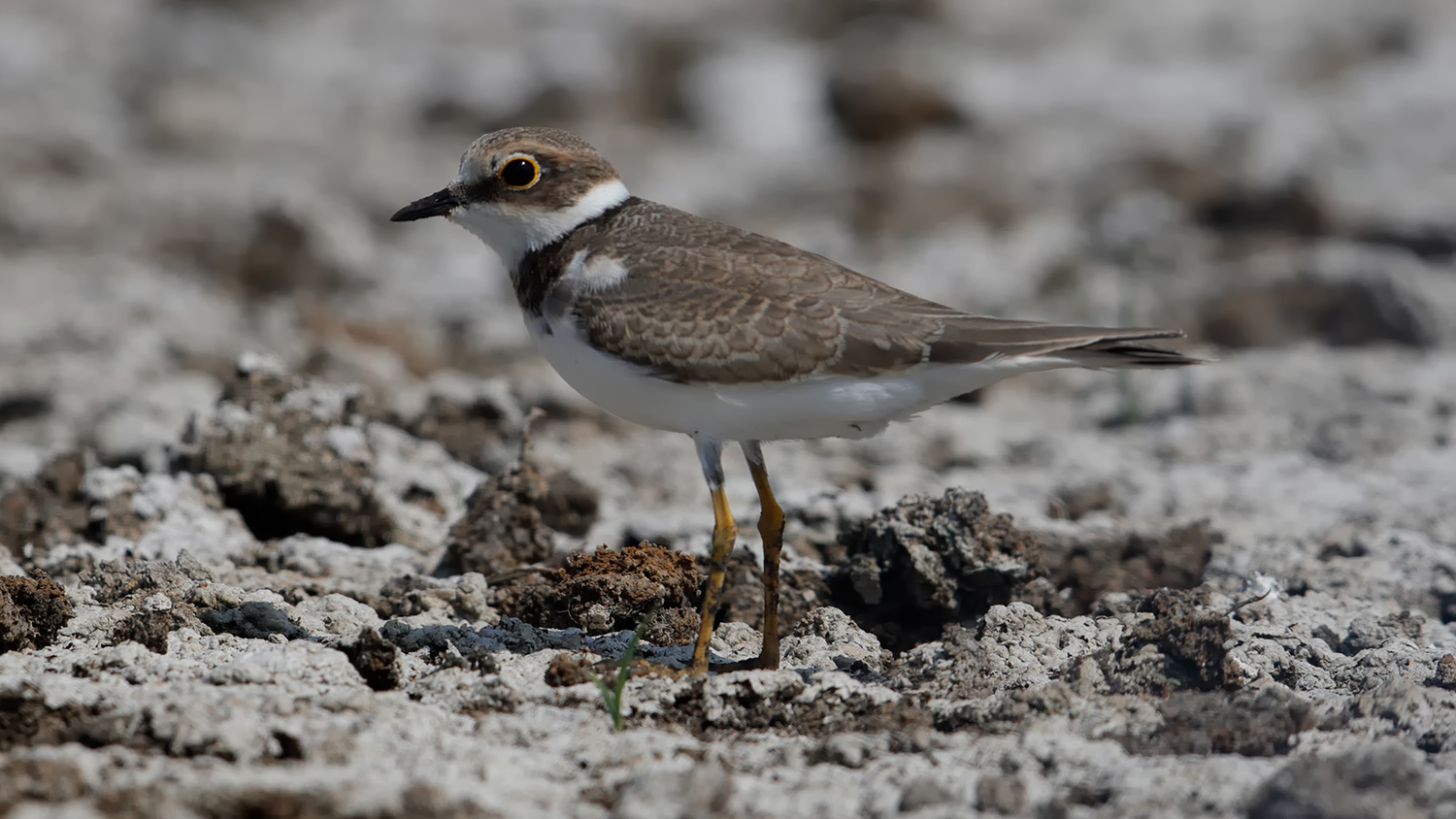 Halkalı küçük cılıbıt