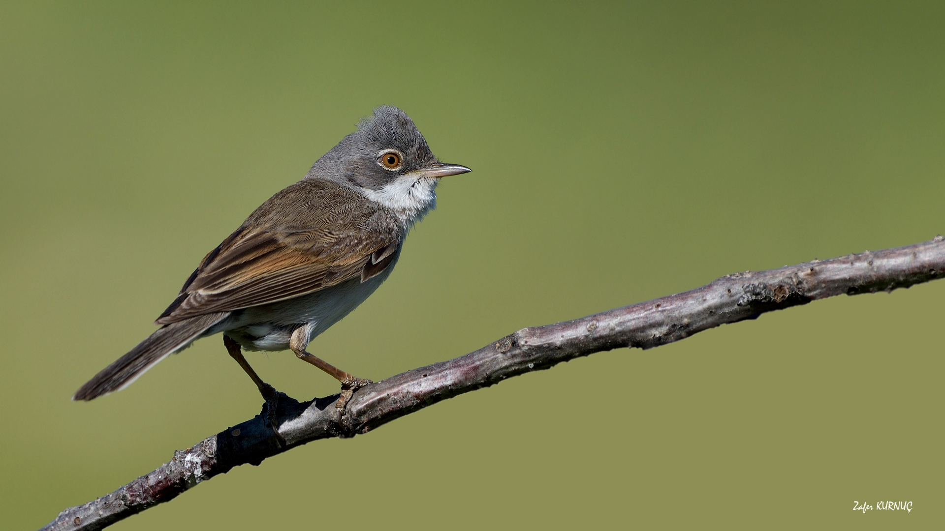 Akgerdanlı ötleğen