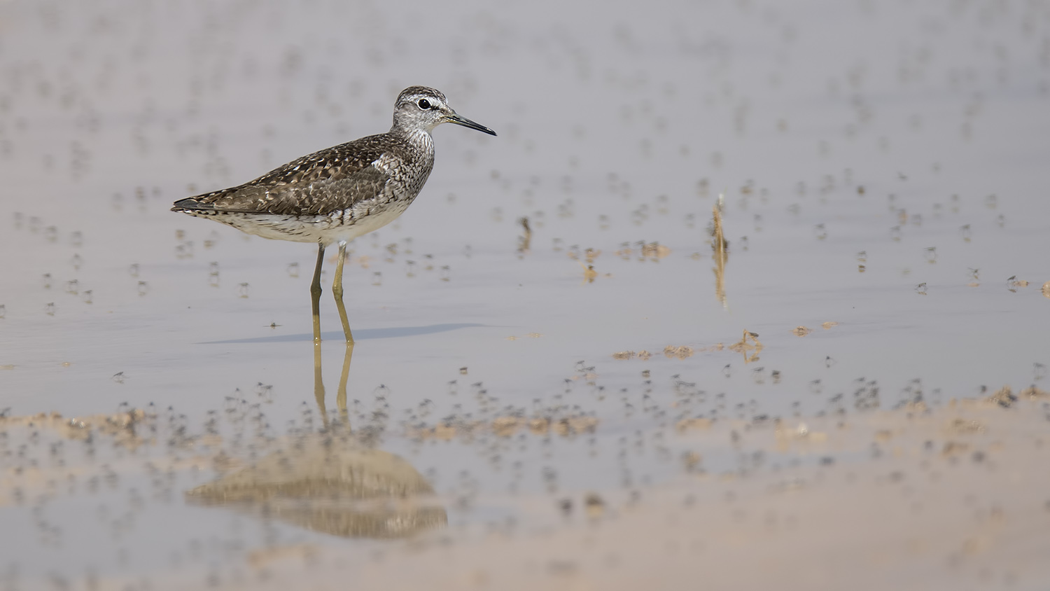 Orman düdükçünü