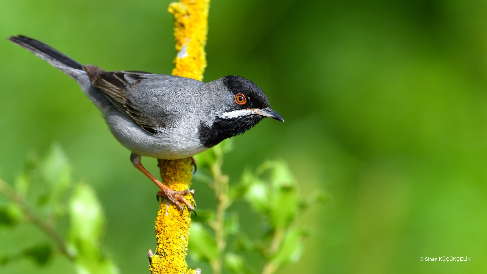 Karaboğazlı ötleğen