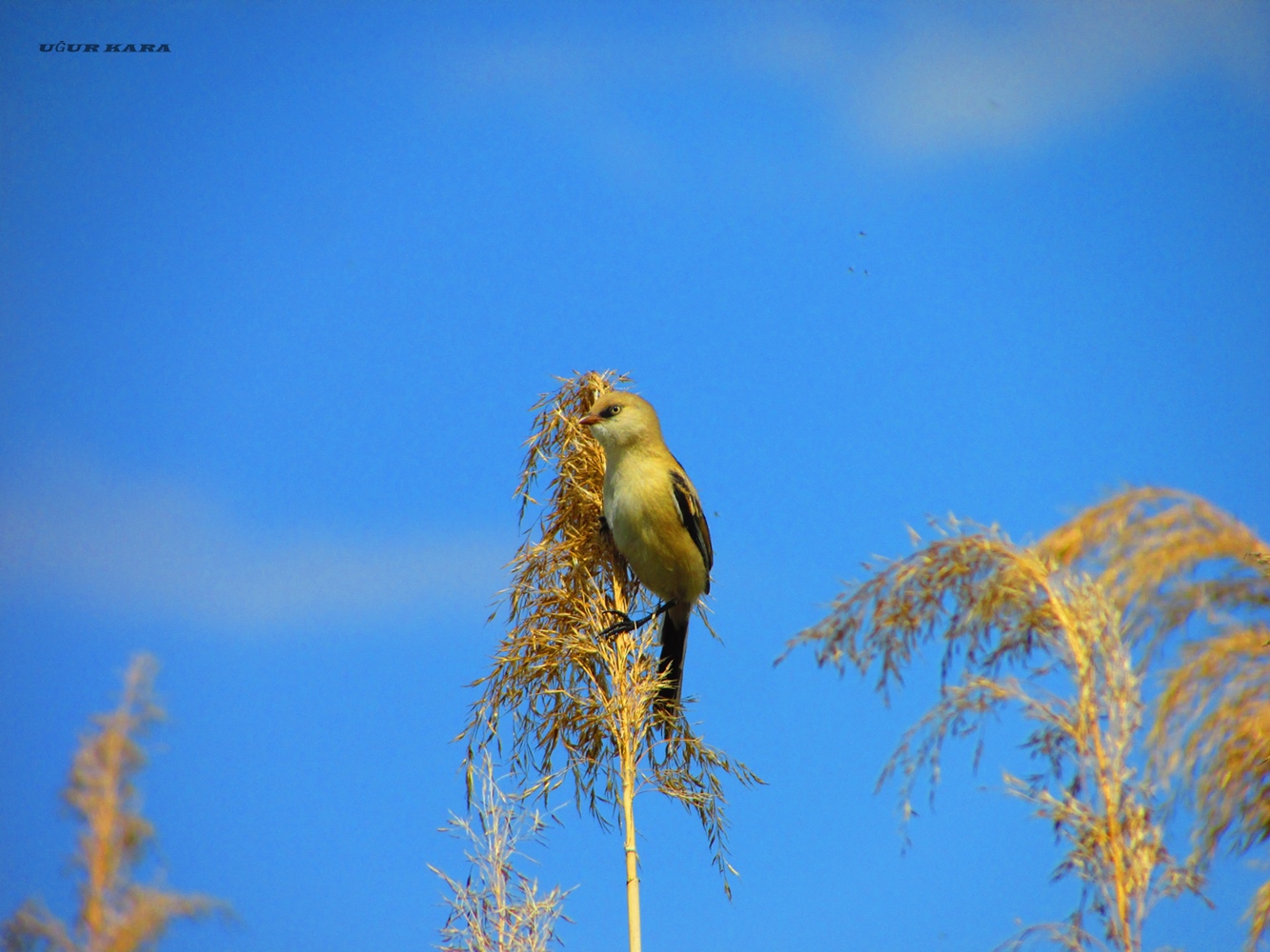 Bıyıklı baştankara