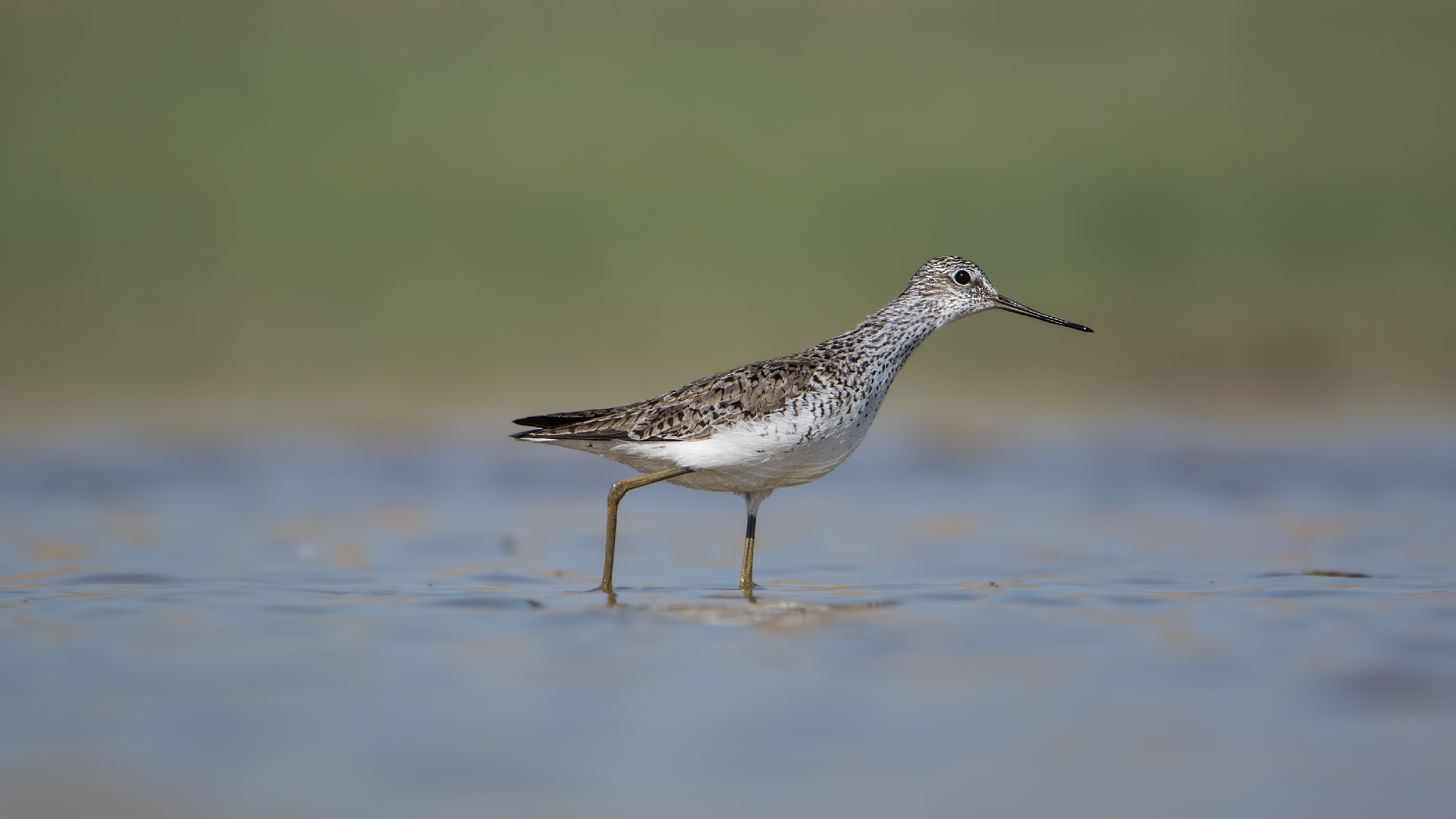 Bataklık düdükçünü