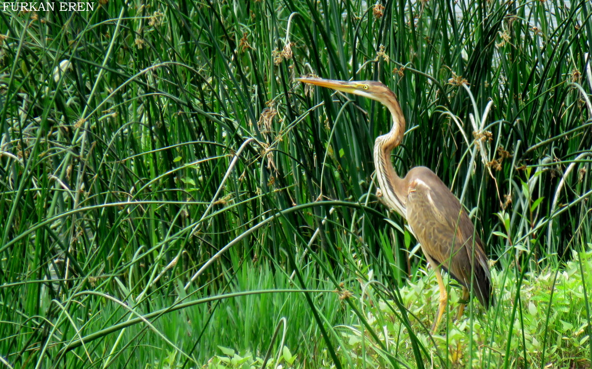 Erguvani balıkçıl