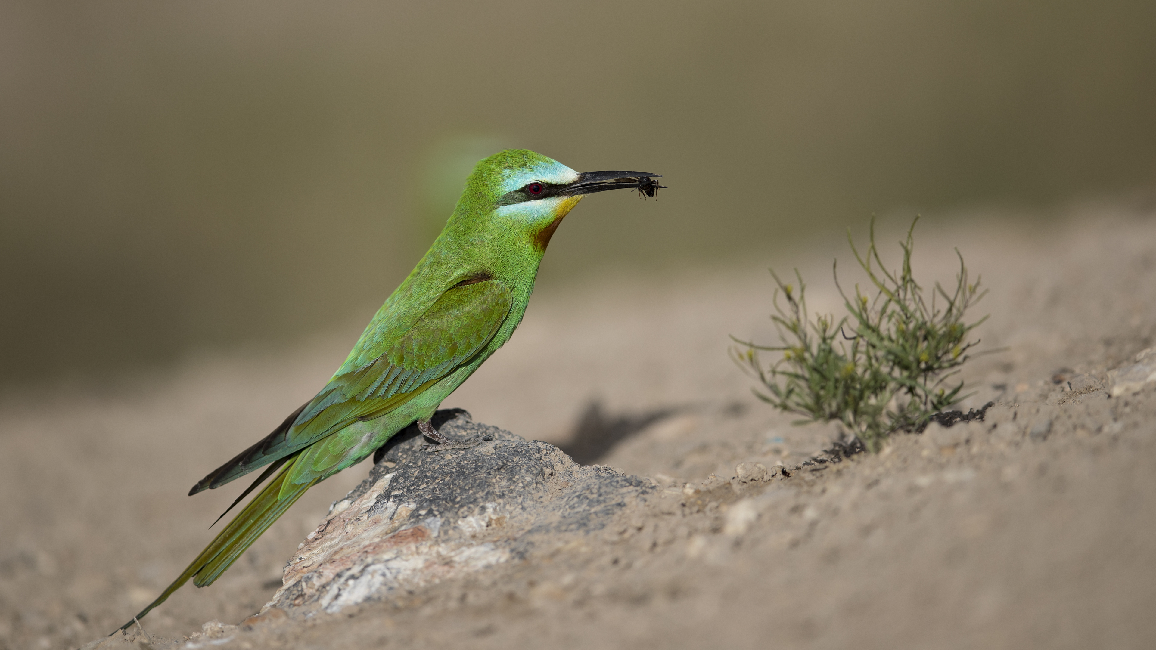 Yeşil arıkuşu » Blue-cheeked Bee-eater » Merops persicus