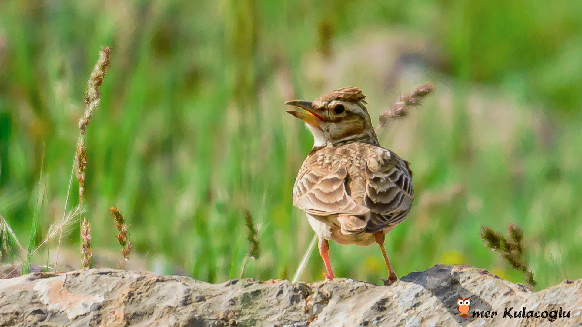 Küçük boğmaklı toygar