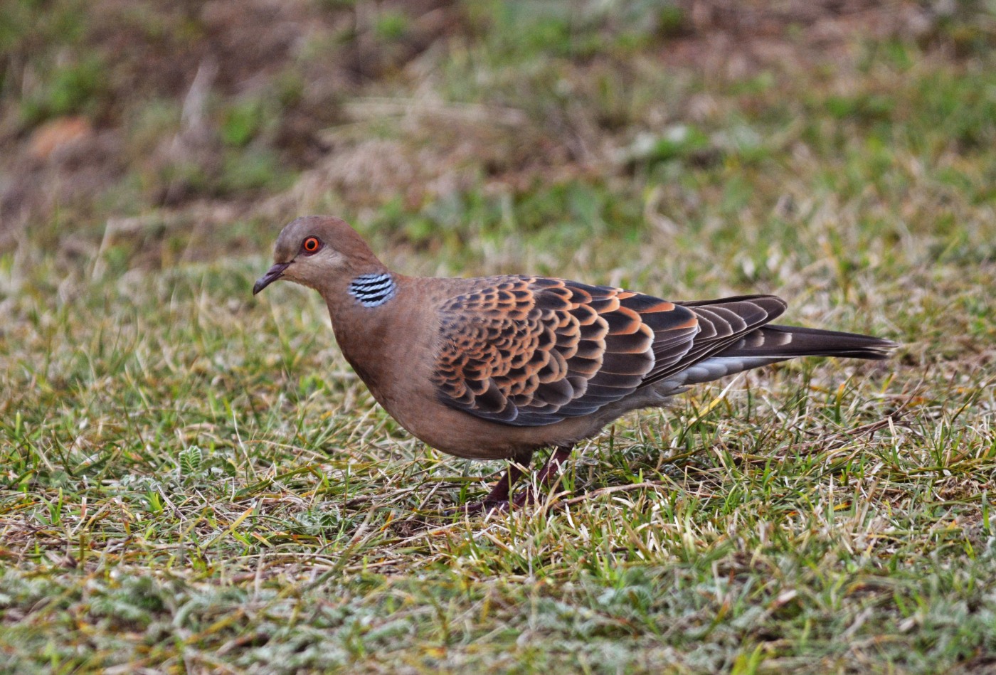 Büyük üveyik eskisi