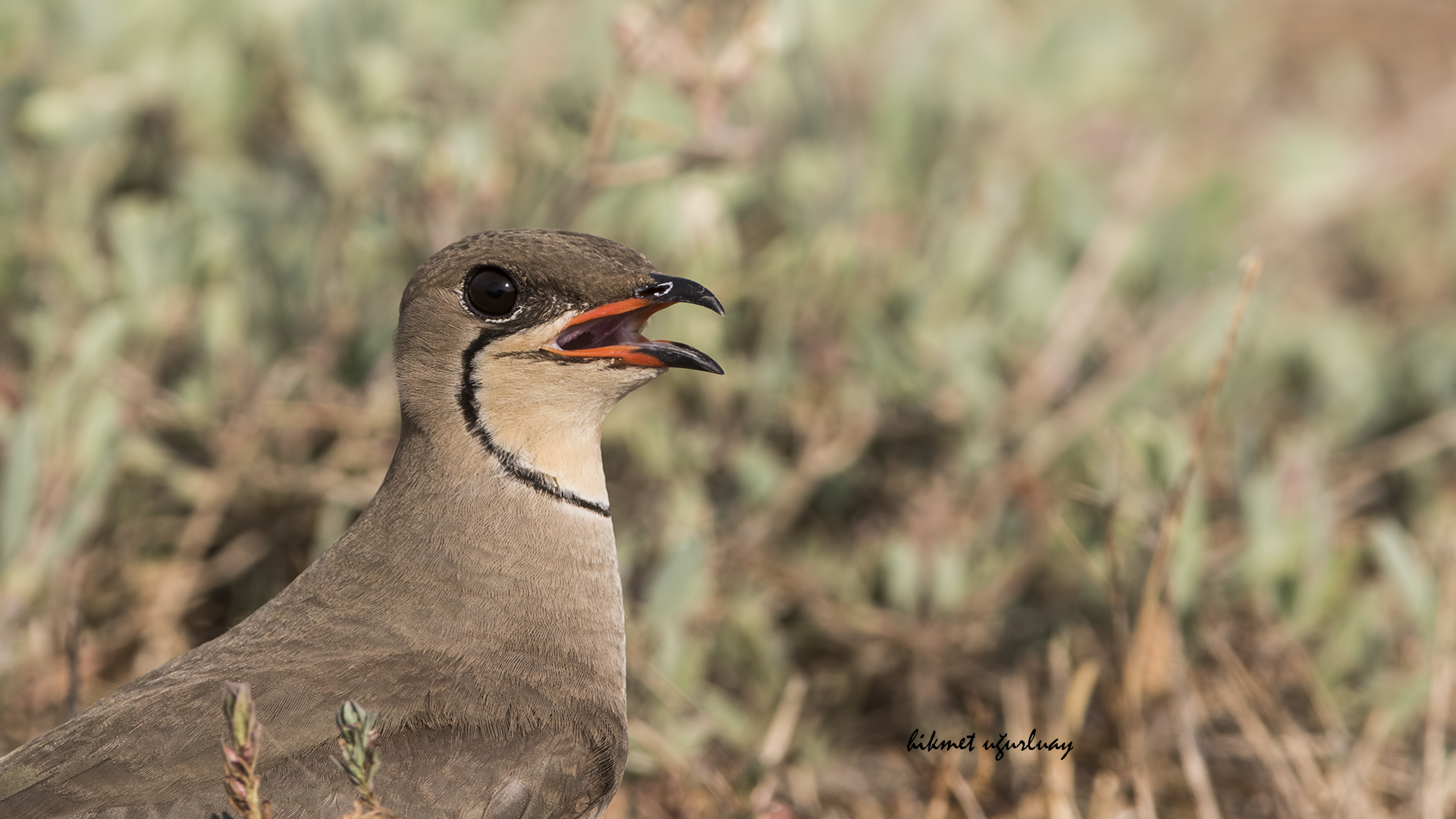 Bataklıkkırlangıcı