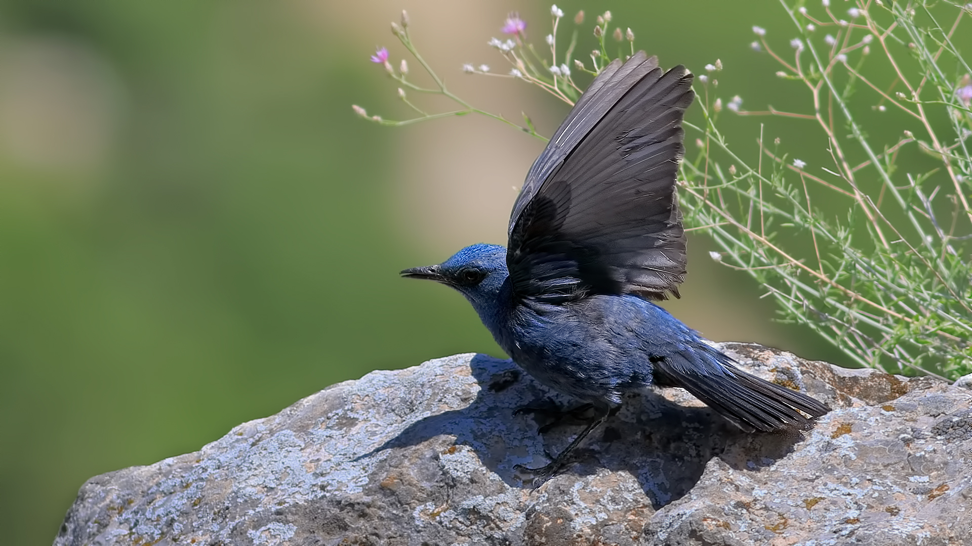 Gökardıç » Blue Rock Thrush » Monticola solitarius