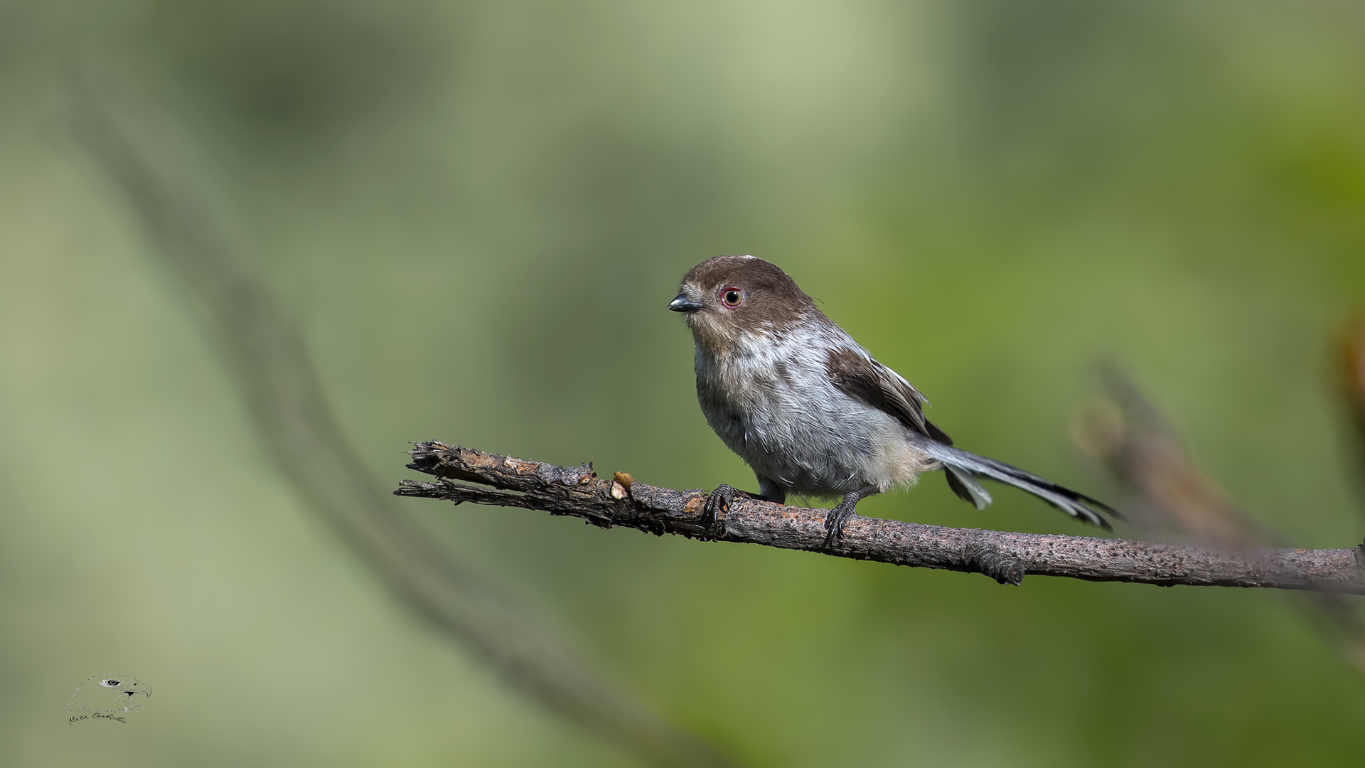 Uzunkuyruklu baştankara