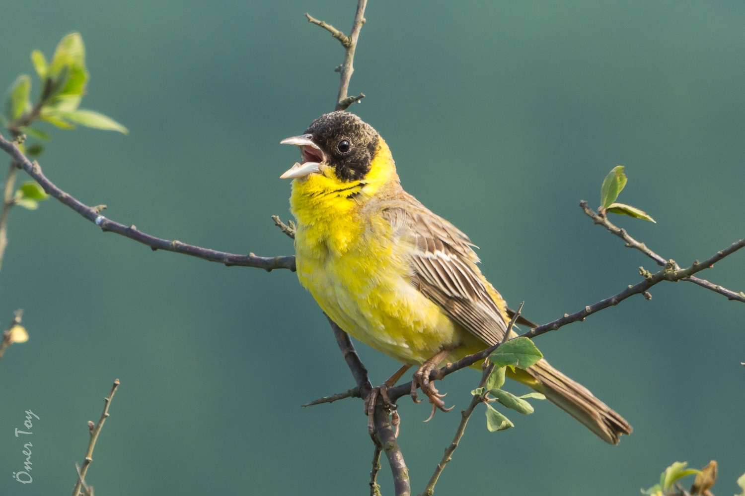 Karabaşlı kirazkuşu