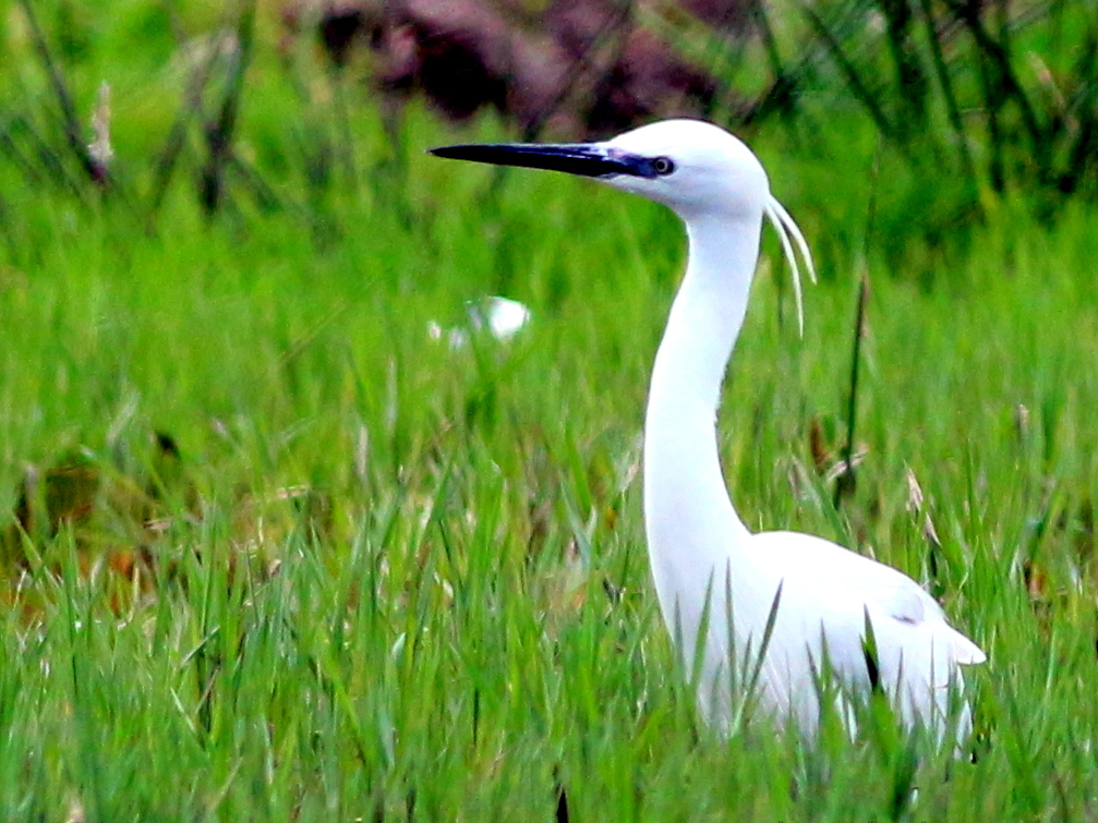 Küçük ak balıkçıl