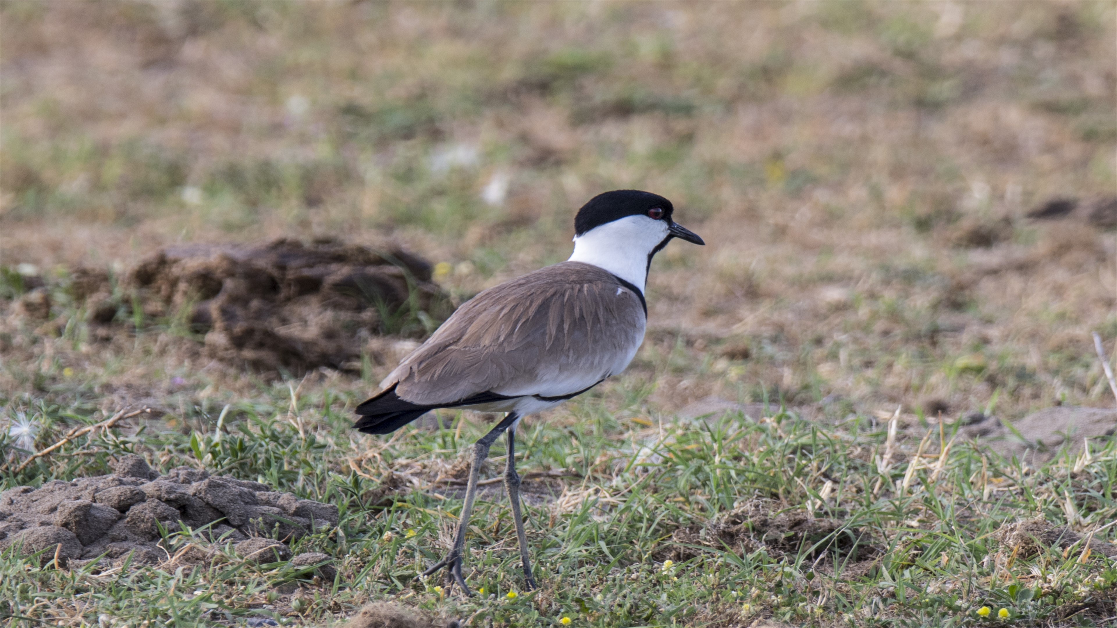 Mahmuzlu kızkuşu » Spur-winged Lapwing » Vanellus spinosus