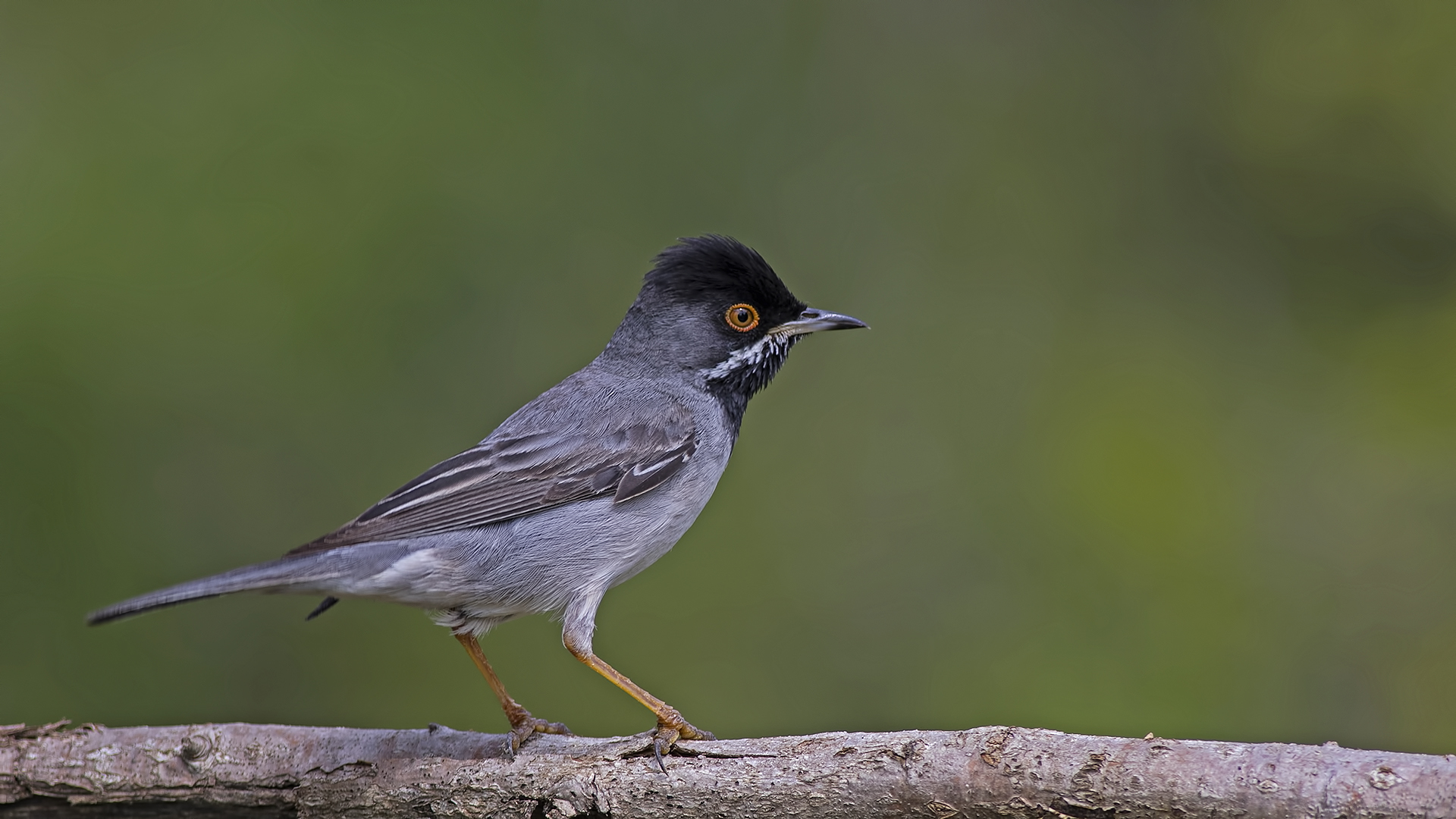 Karaboğazlı ötleğen