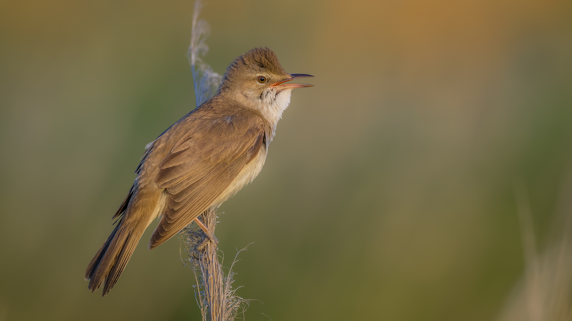 Büyük kamışçın