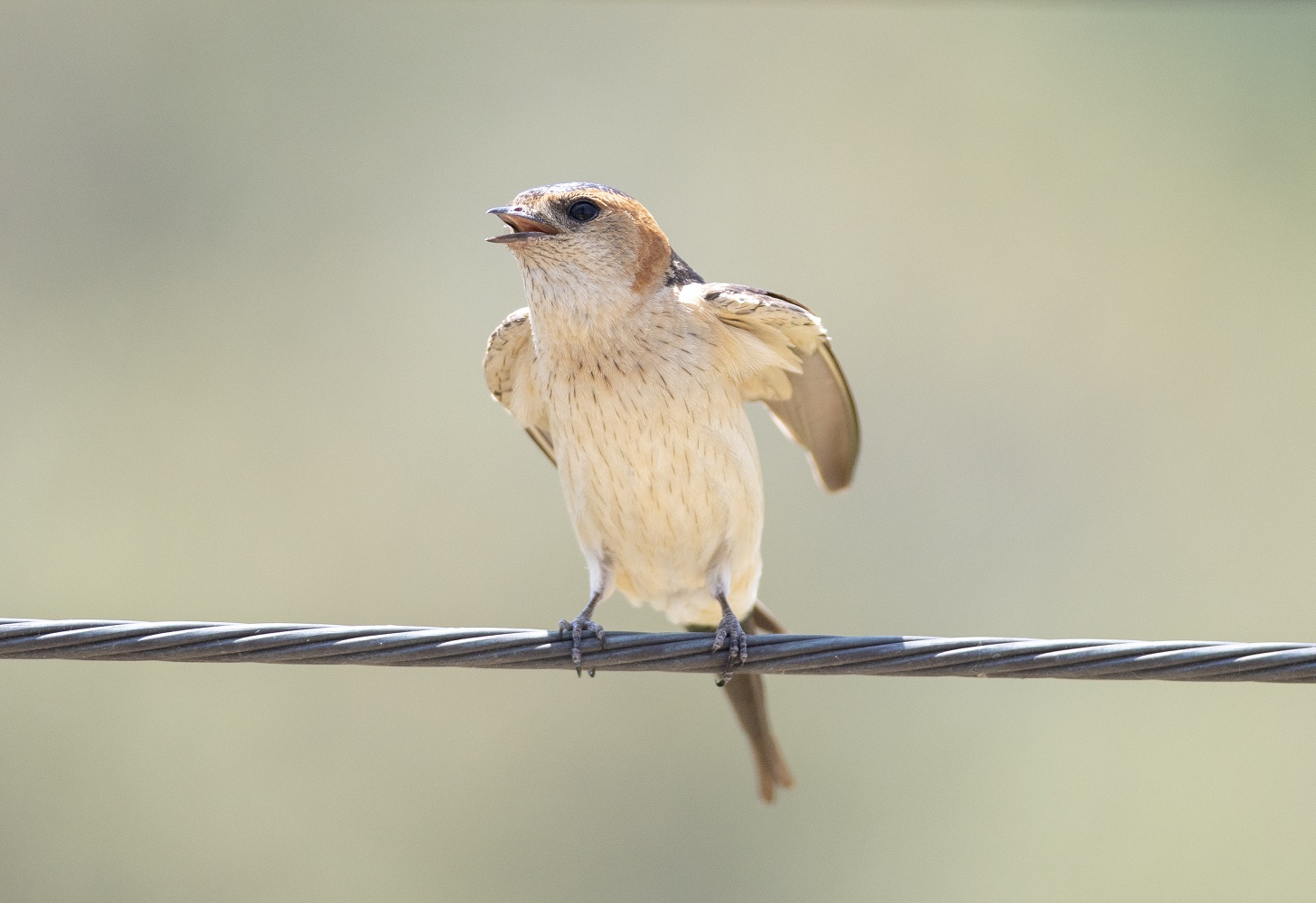 Kızıl kırlangıç