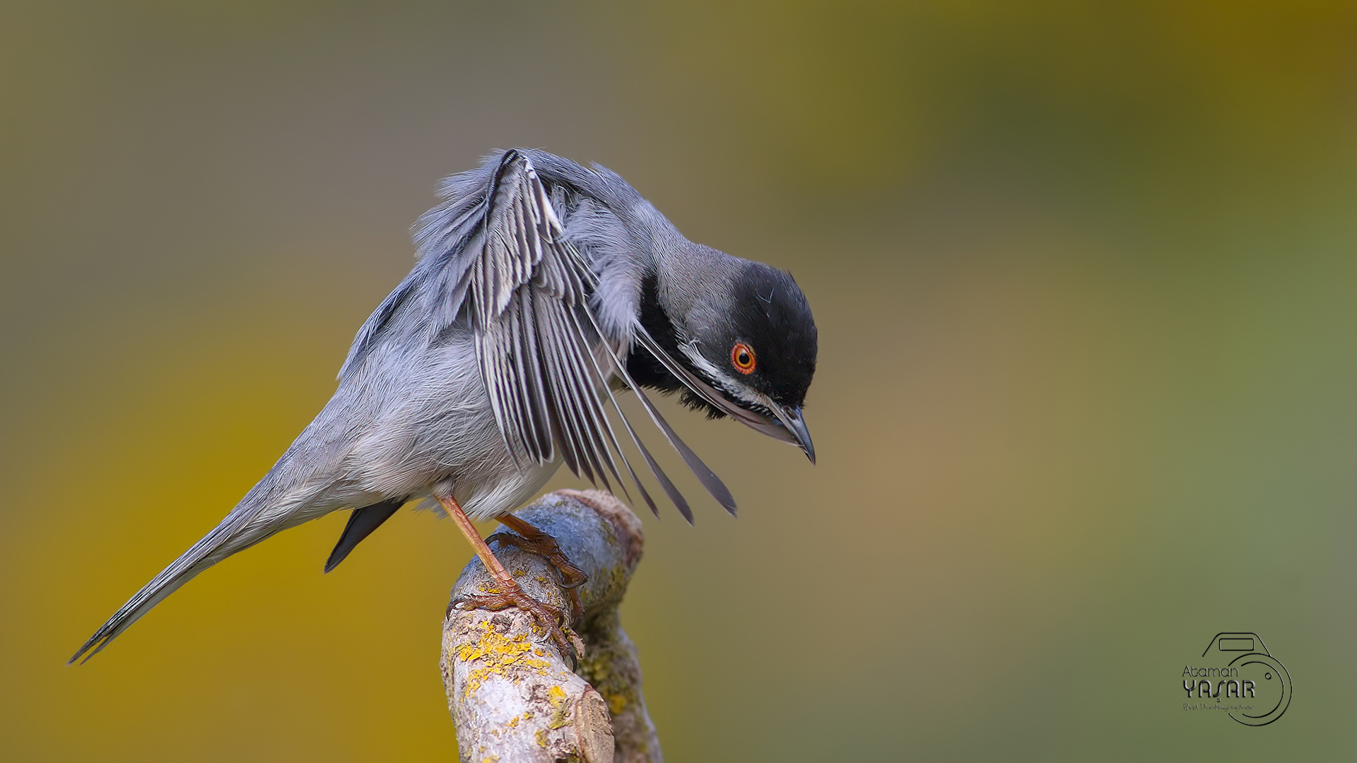 Karaboğazlı ötleğen