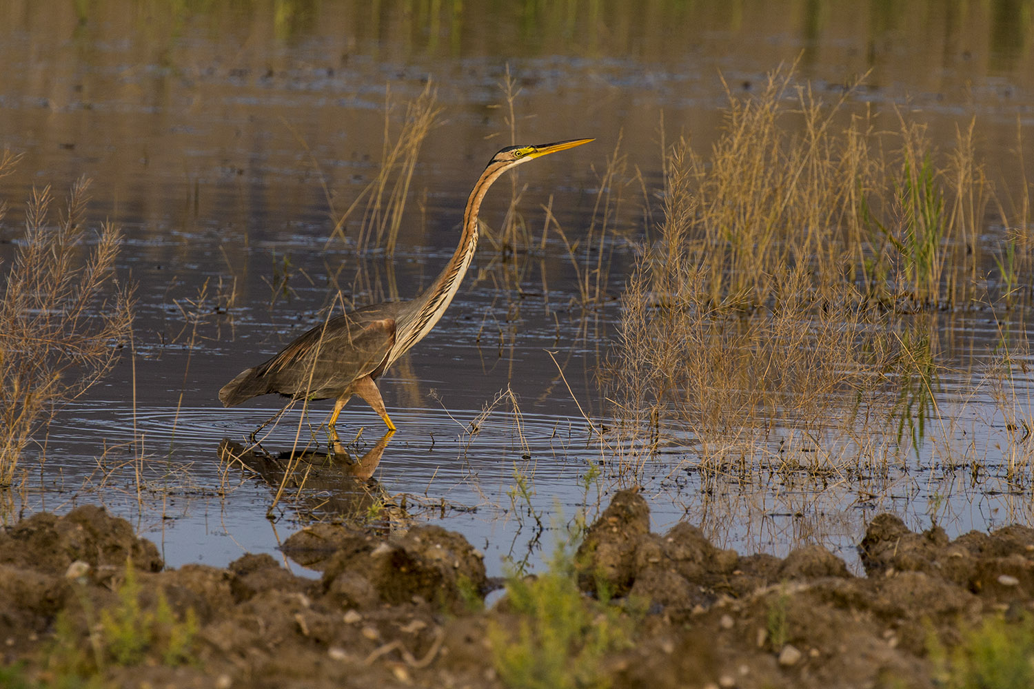 Erguvani balıkçıl