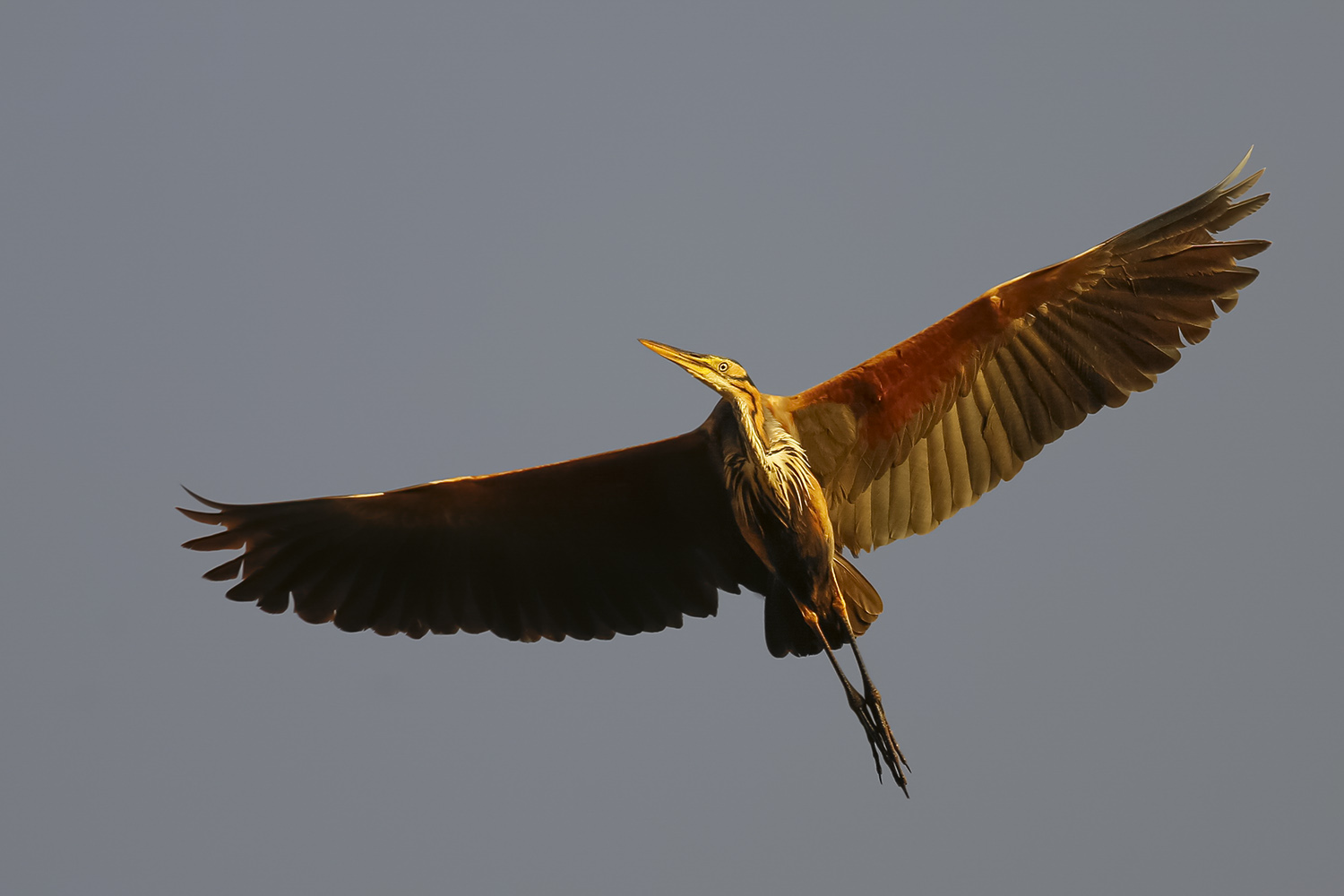 Erguvani balıkçıl